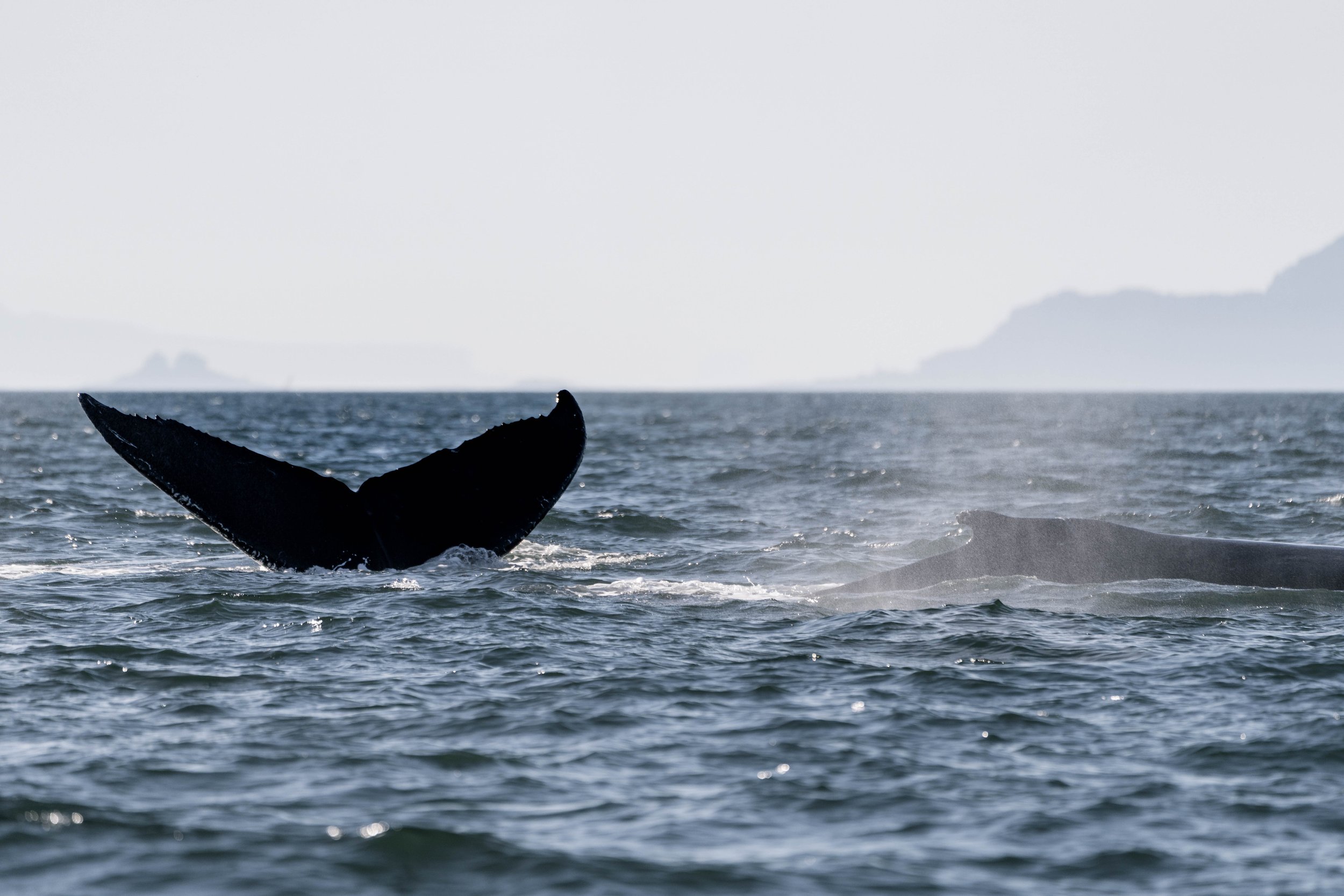 August 22, 2025, 3:30 PM - Humpback hangouts with some odd associations