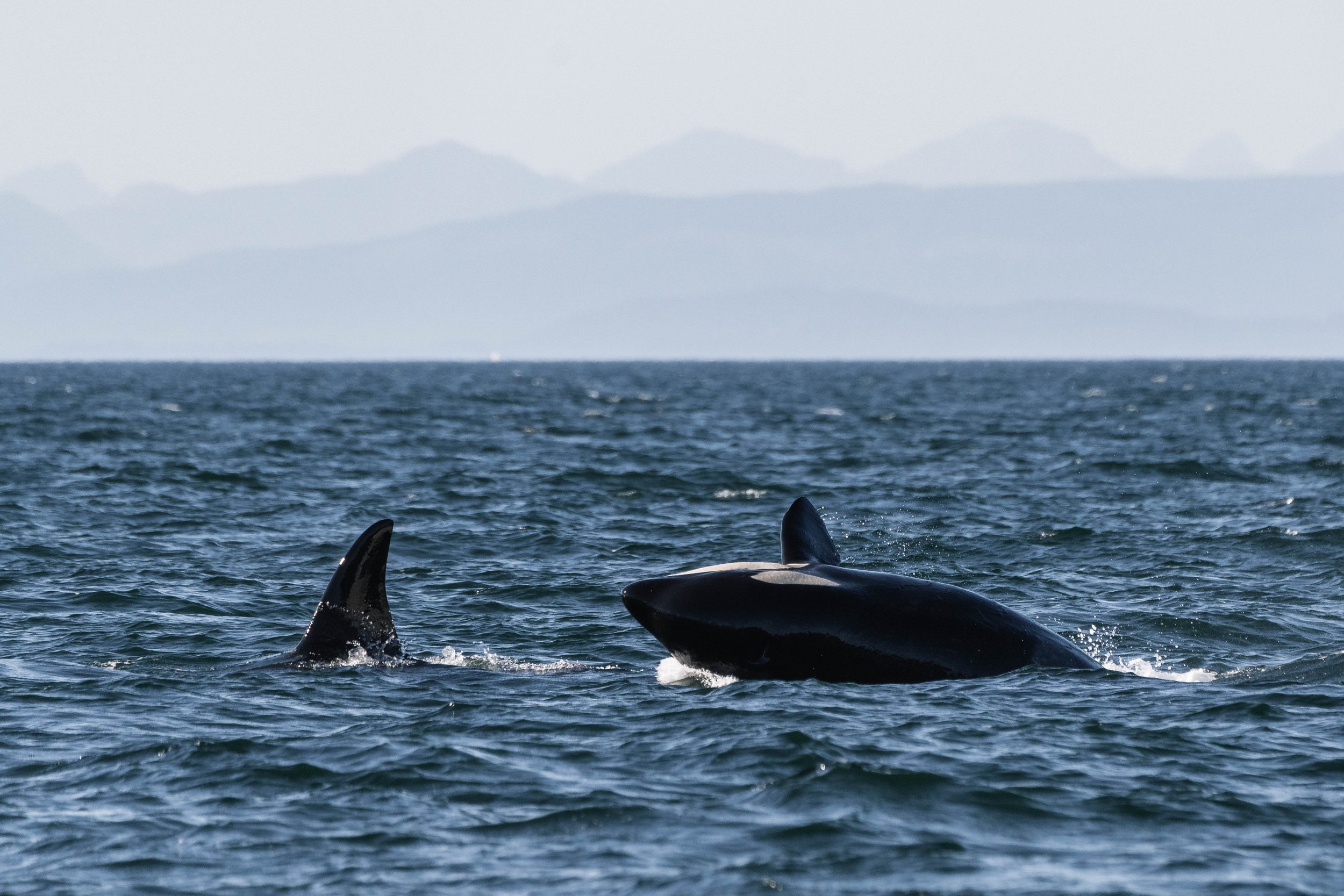 August 23, 2025, 3:30 PM - Double species afternoon! 