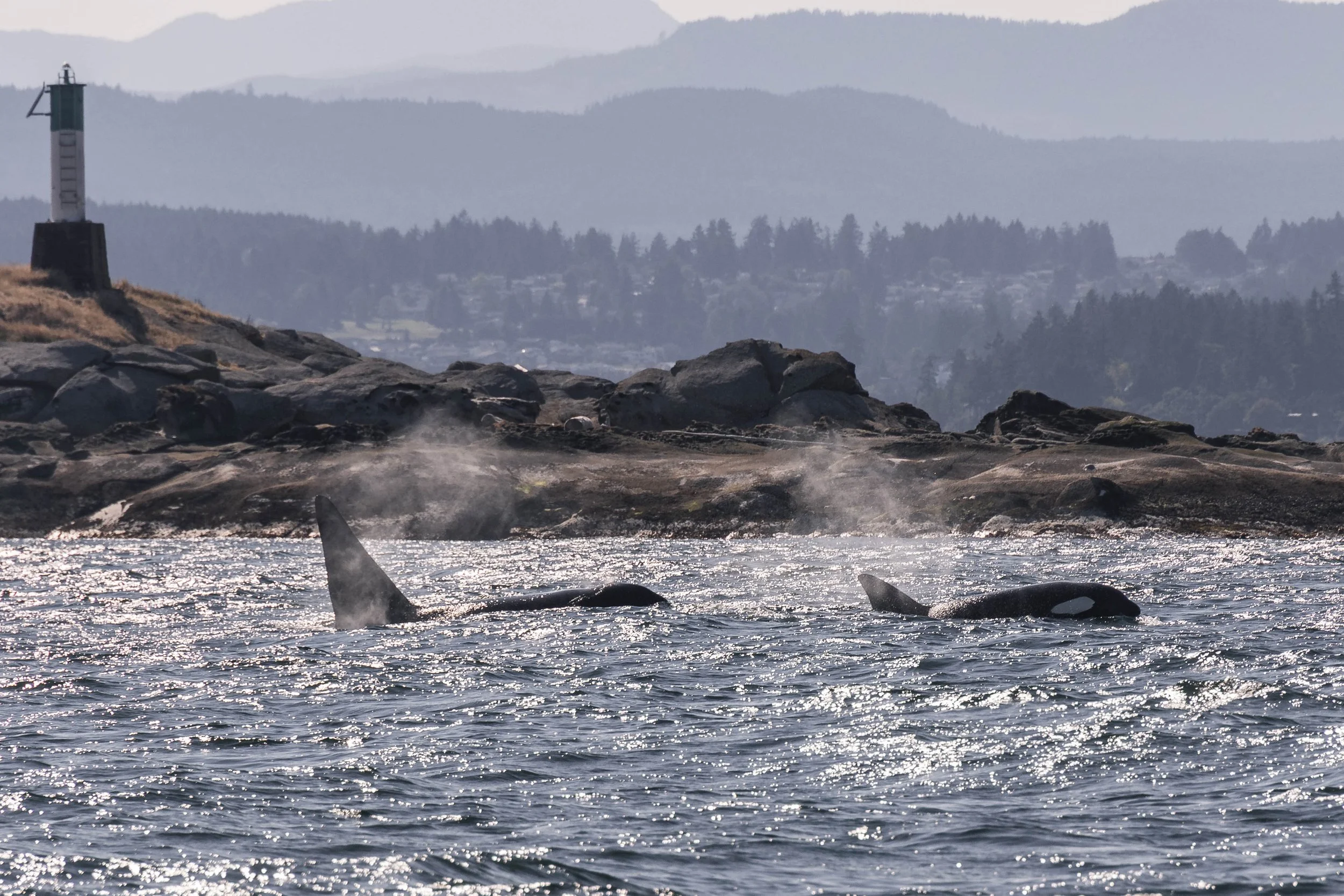 August 24, 2025, 3:30 PM - An Afternoon with orca, humpbacks, and pinnipeds