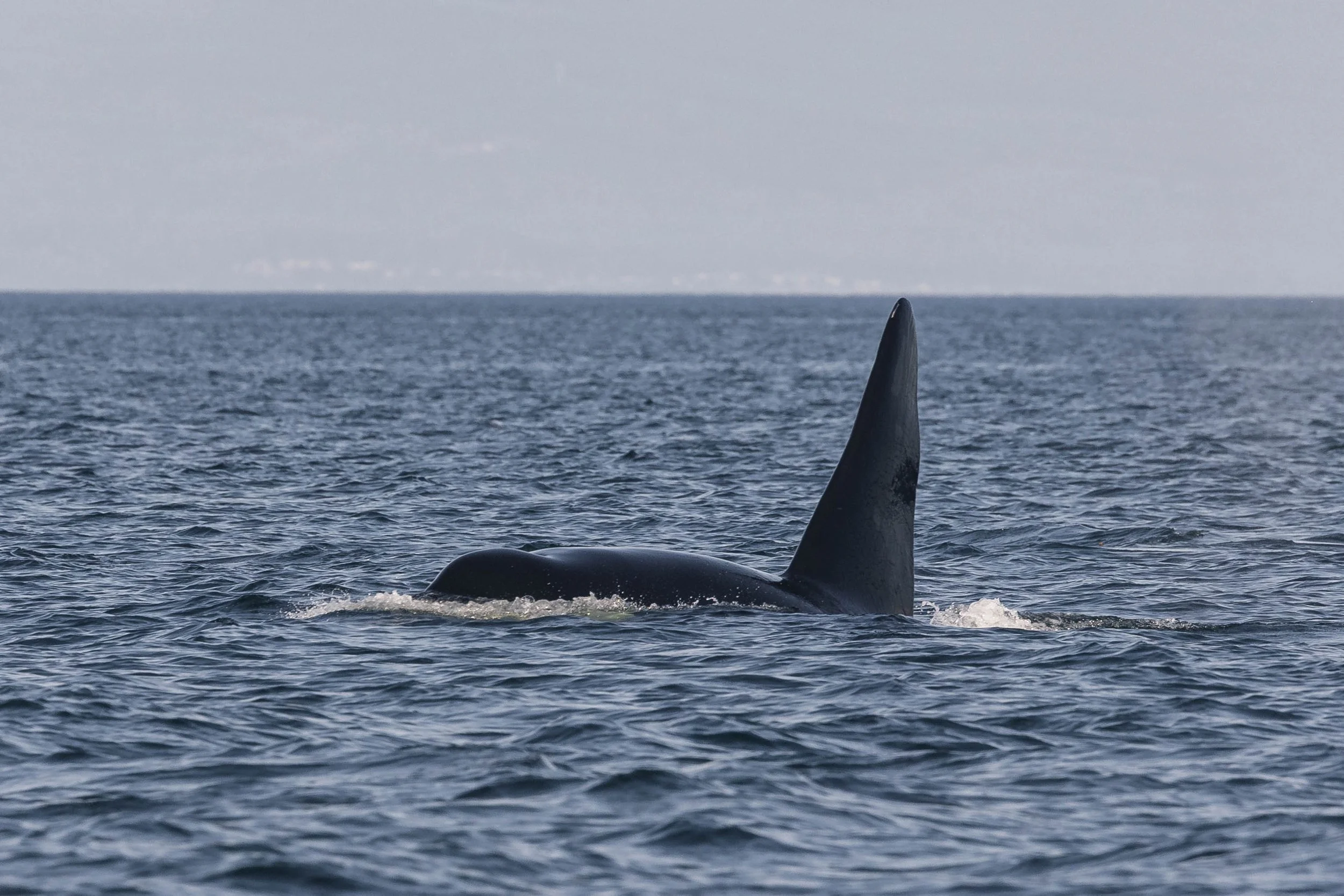 August 25, 2025, 3:30 PM - A serene evening off Parksville