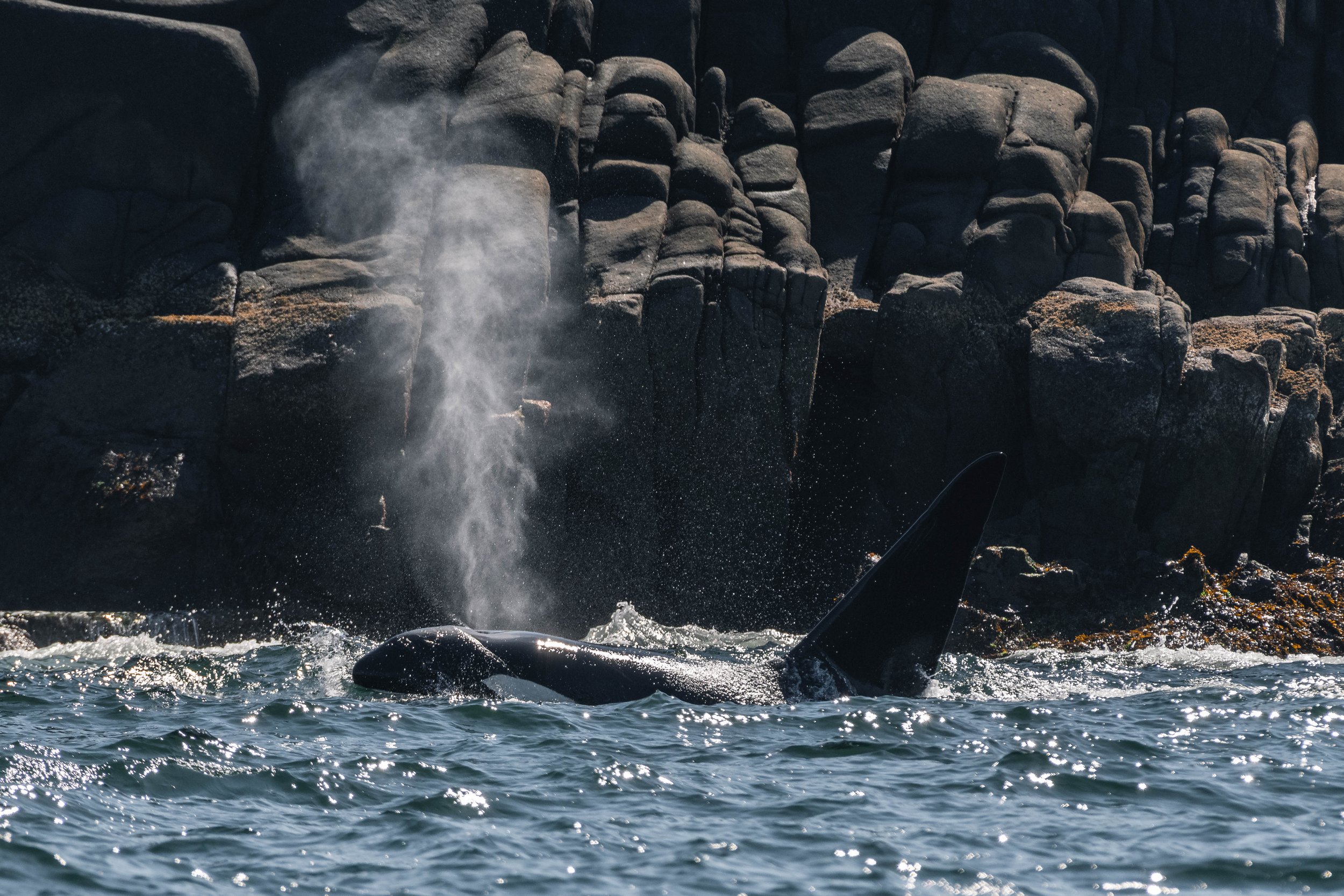 August 26, 2025, 10:30 AM - A couple of humpbacks hangging out in the SOG, followed by a T-party in the waves! 