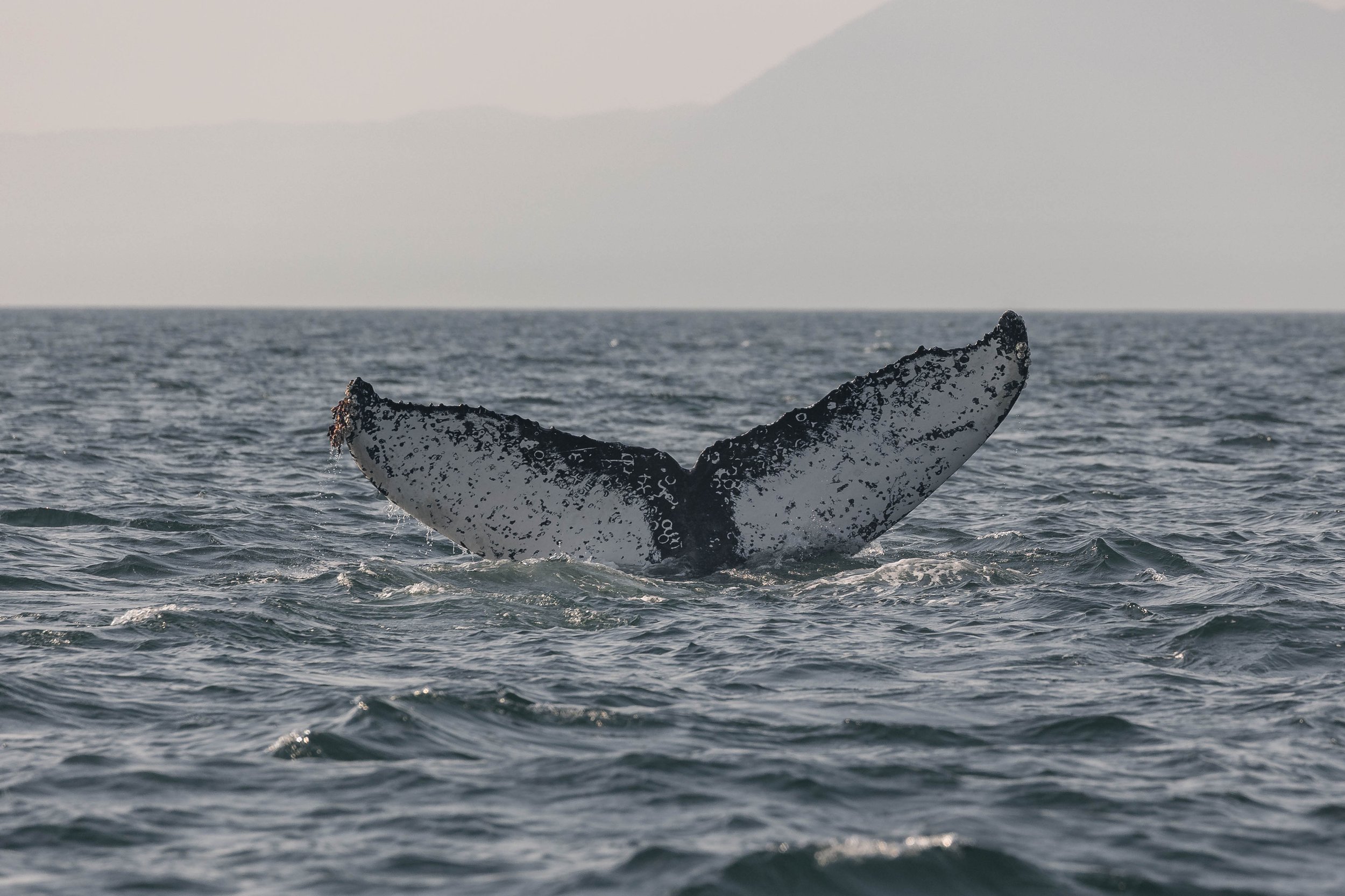 August 27, 2025, 3:30 PM -  Humpbacks spending time near Gabriola Island