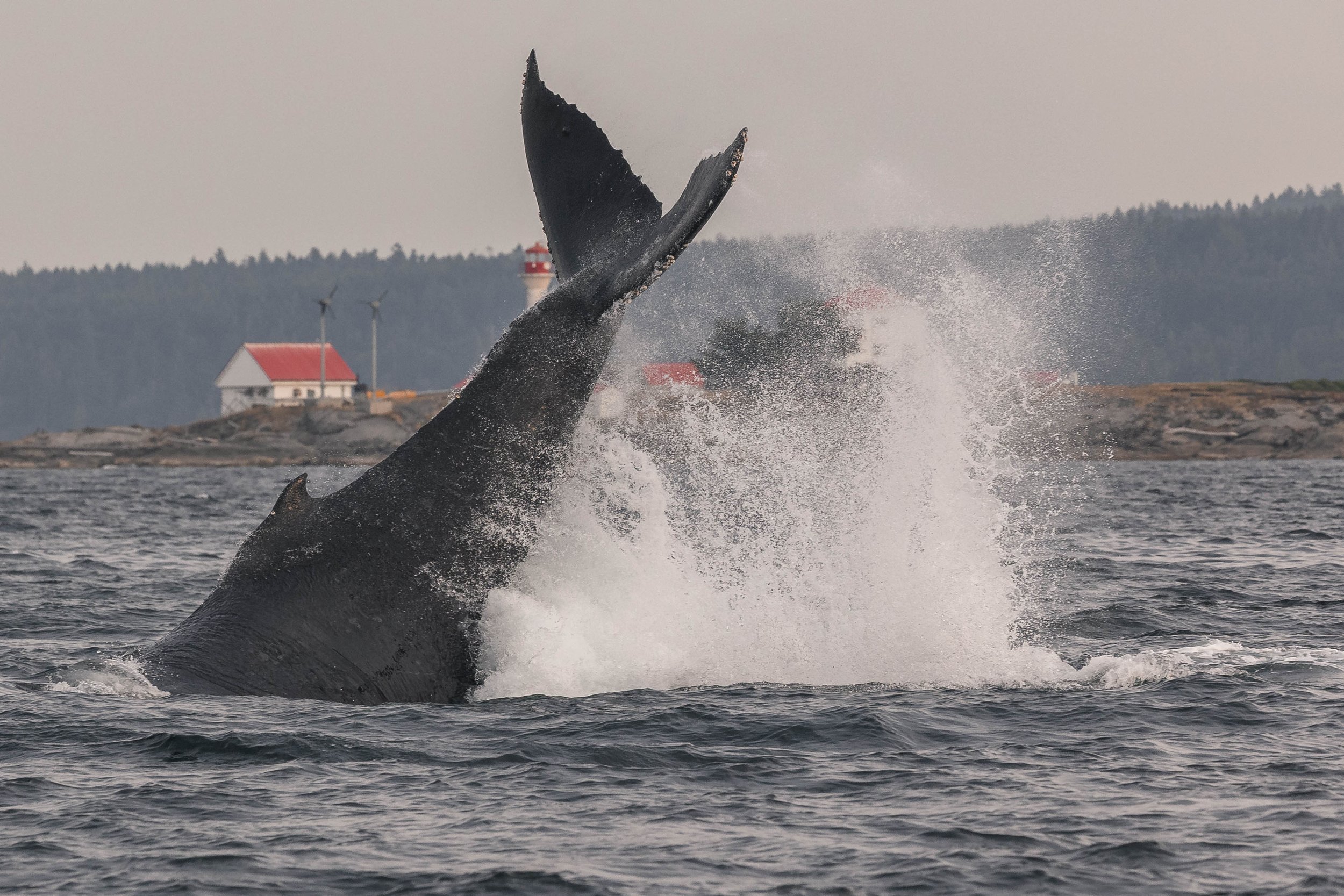 August 28, 2025, 3:30 PM - A tale of two brothers (and a little humpback too!) 