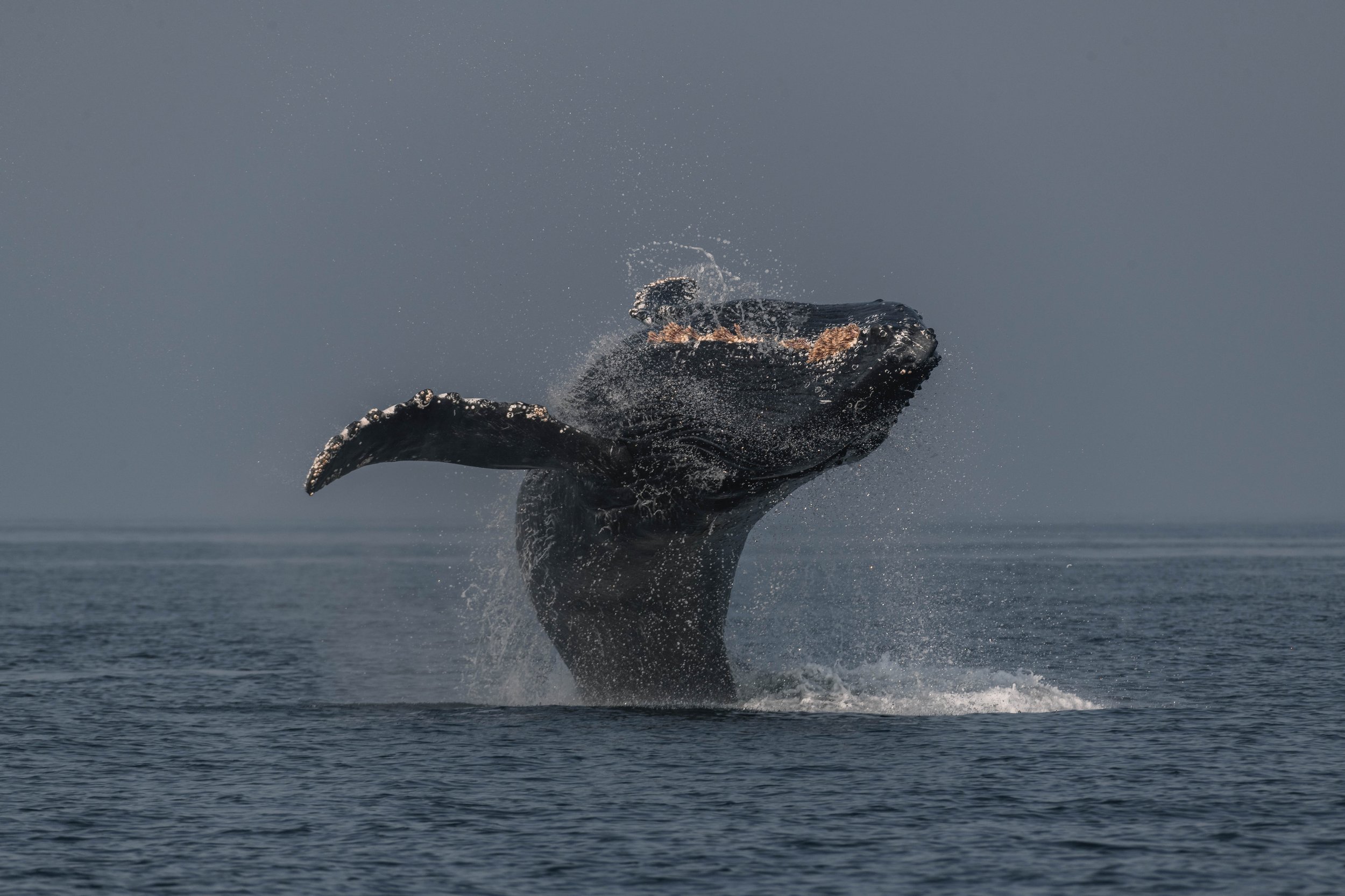 August 29, 2025, 3:30 PM - Spending time with Humpbacks in the Strait of Georgia