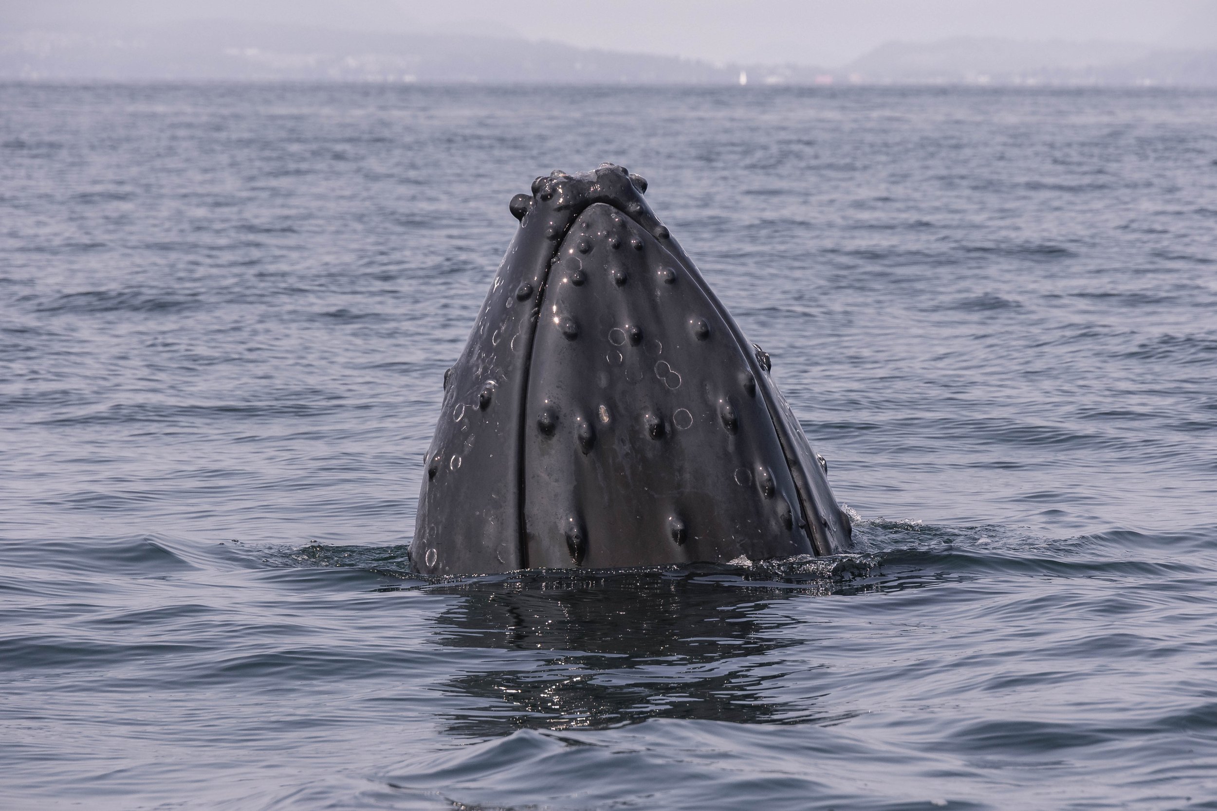 August 30, 2025, 10:30 AM - Strait into humpback soup. 