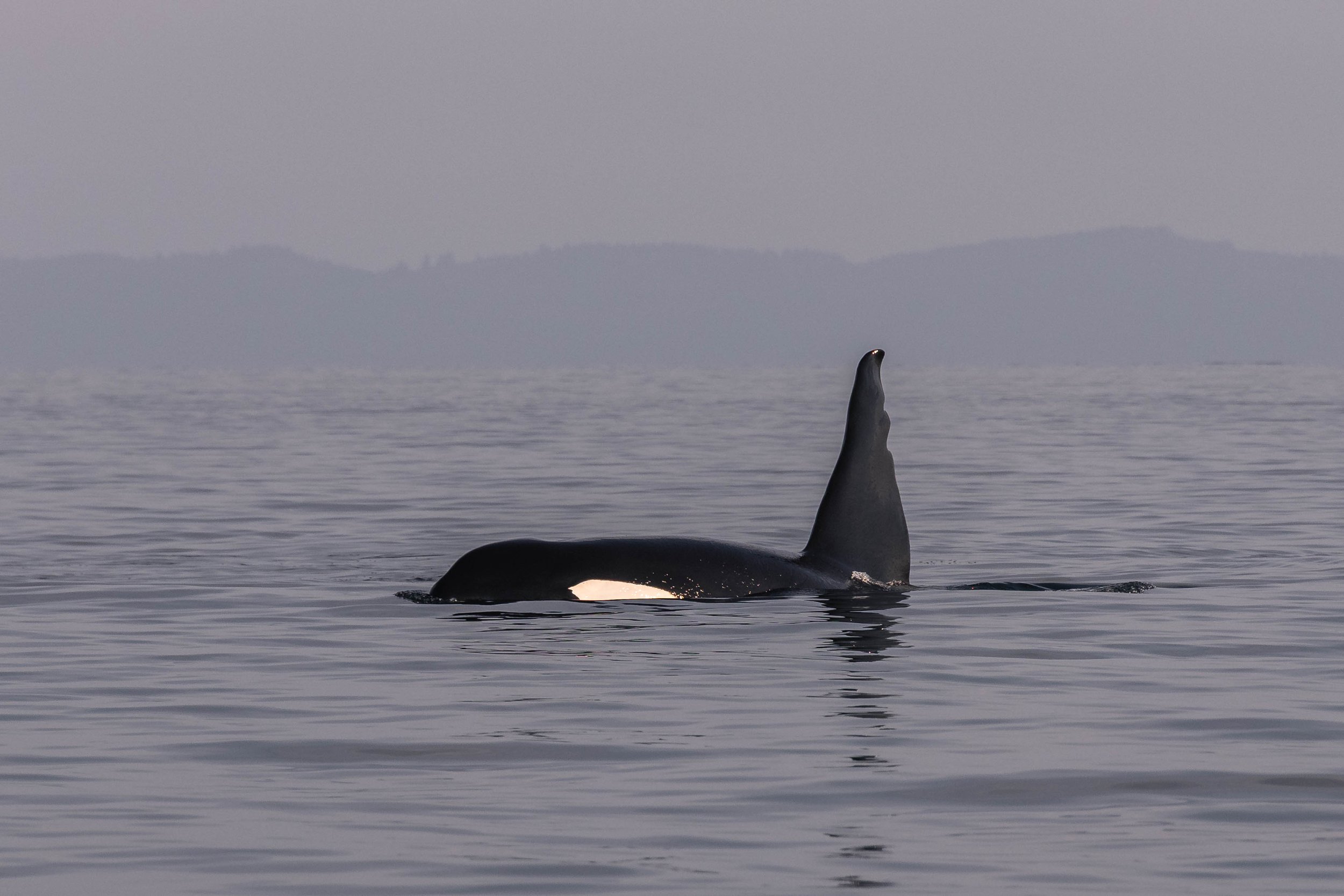 August 30, 2025, 3:30 PM - A calm day on the Strait with humpbacks, orca and more