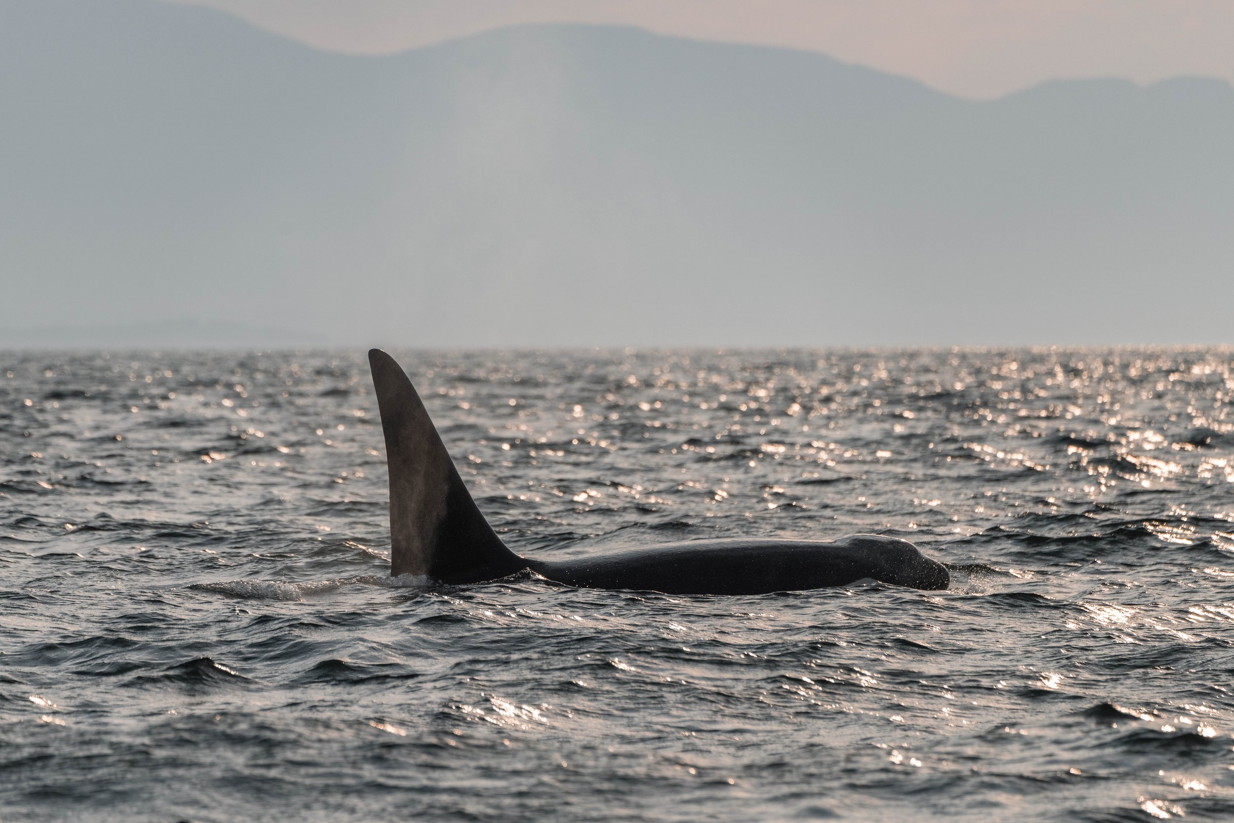 August 31, 2025, 3:30 PM - Spending time with Humpback Whales and the T101s