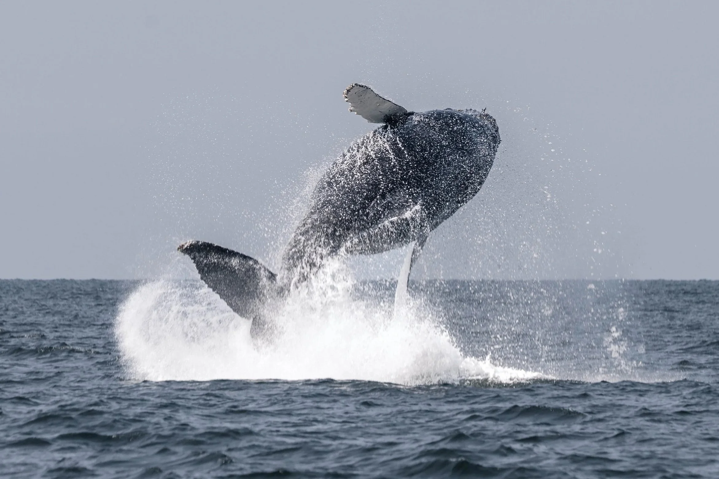 September 1, 2025, 10:30 AM - Humpback Soup with a Bouncy Baby!