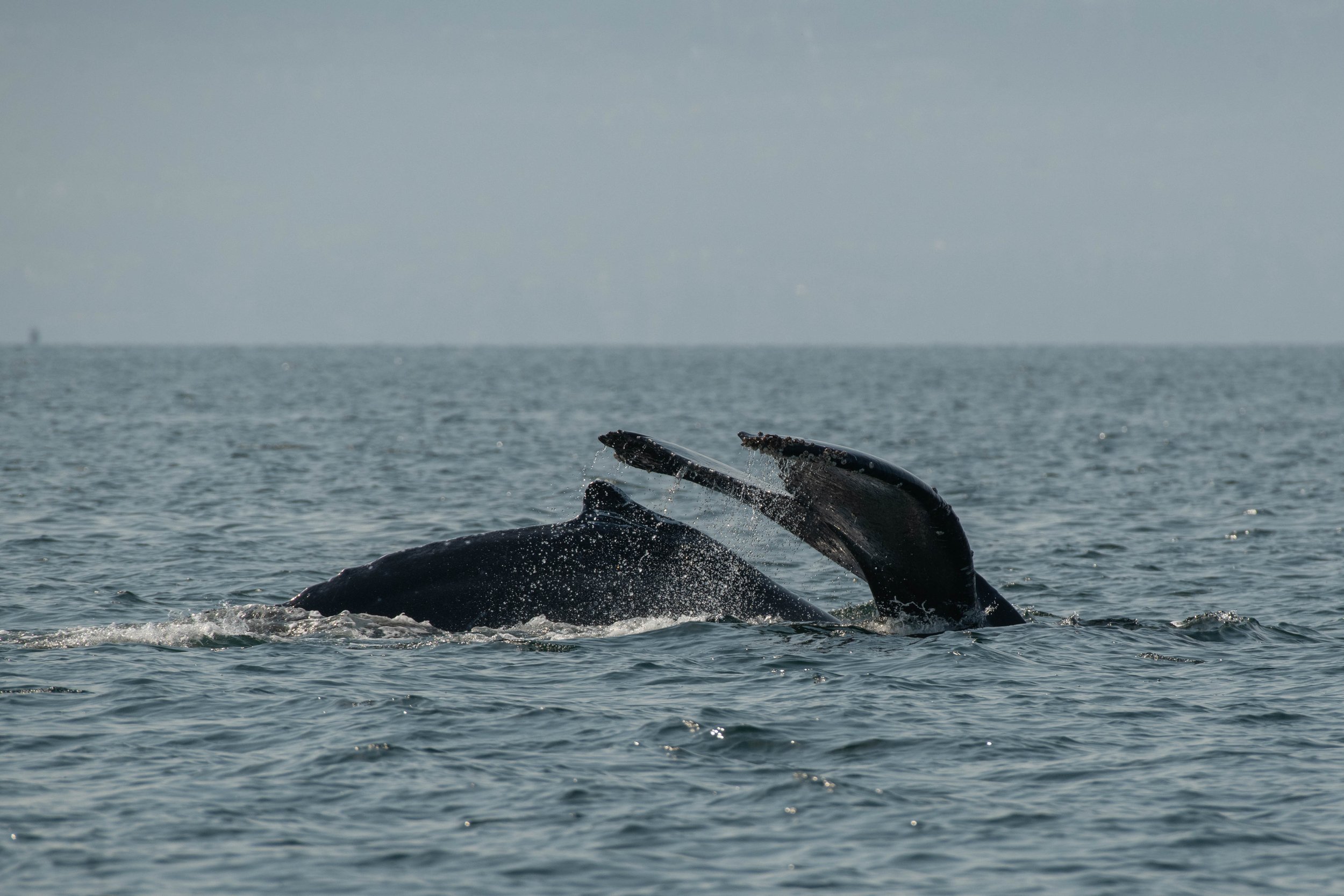 September 2, 2025, 10:30 AM - Party time with the Humpbacks!