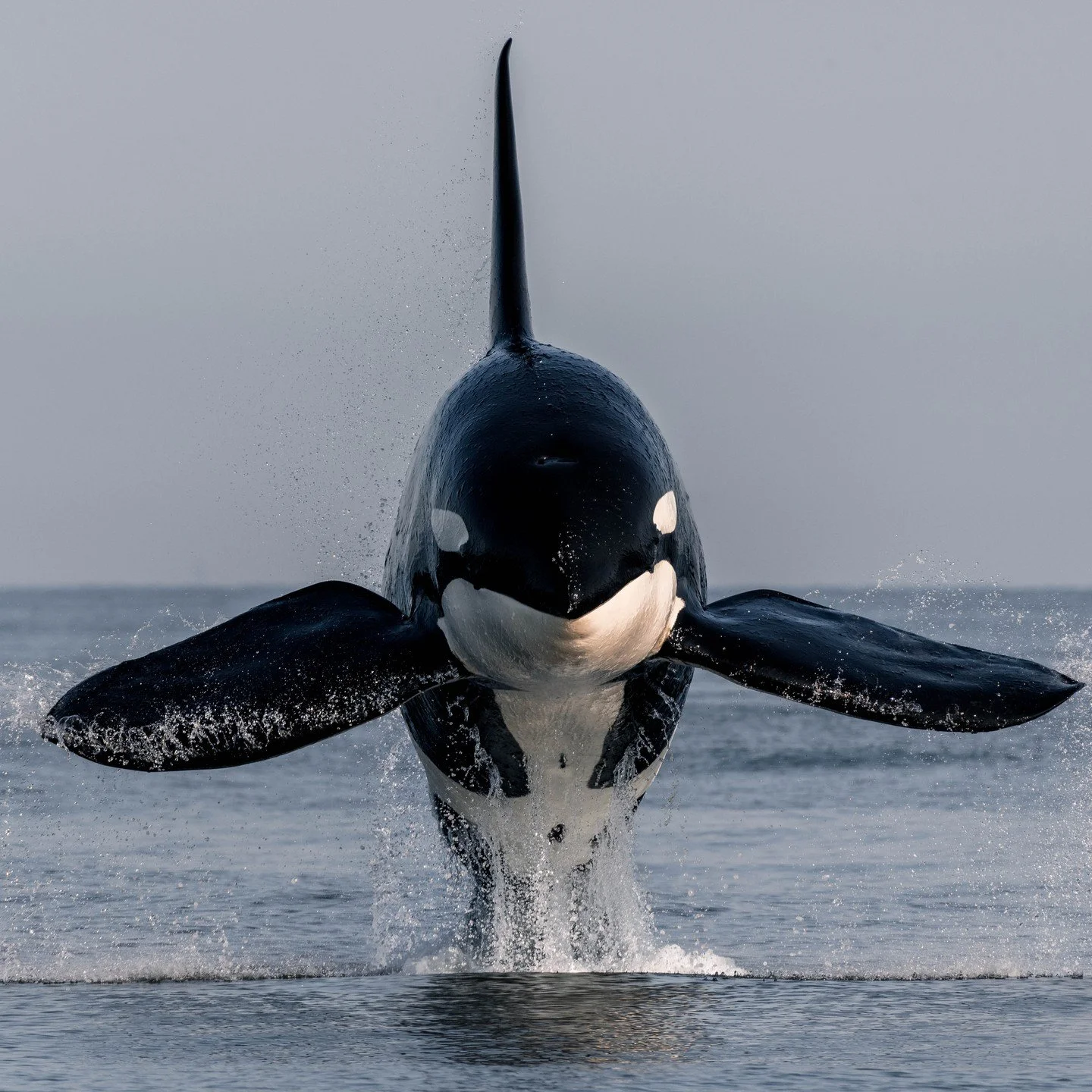 T002C1 Rocky was &quot;flying&quot; during one of our recent trips! This massive male orca wowed us with a full-on breach, pectoral fins spread wide as he soared through the air! 🐋

📸: Aly Kohlman