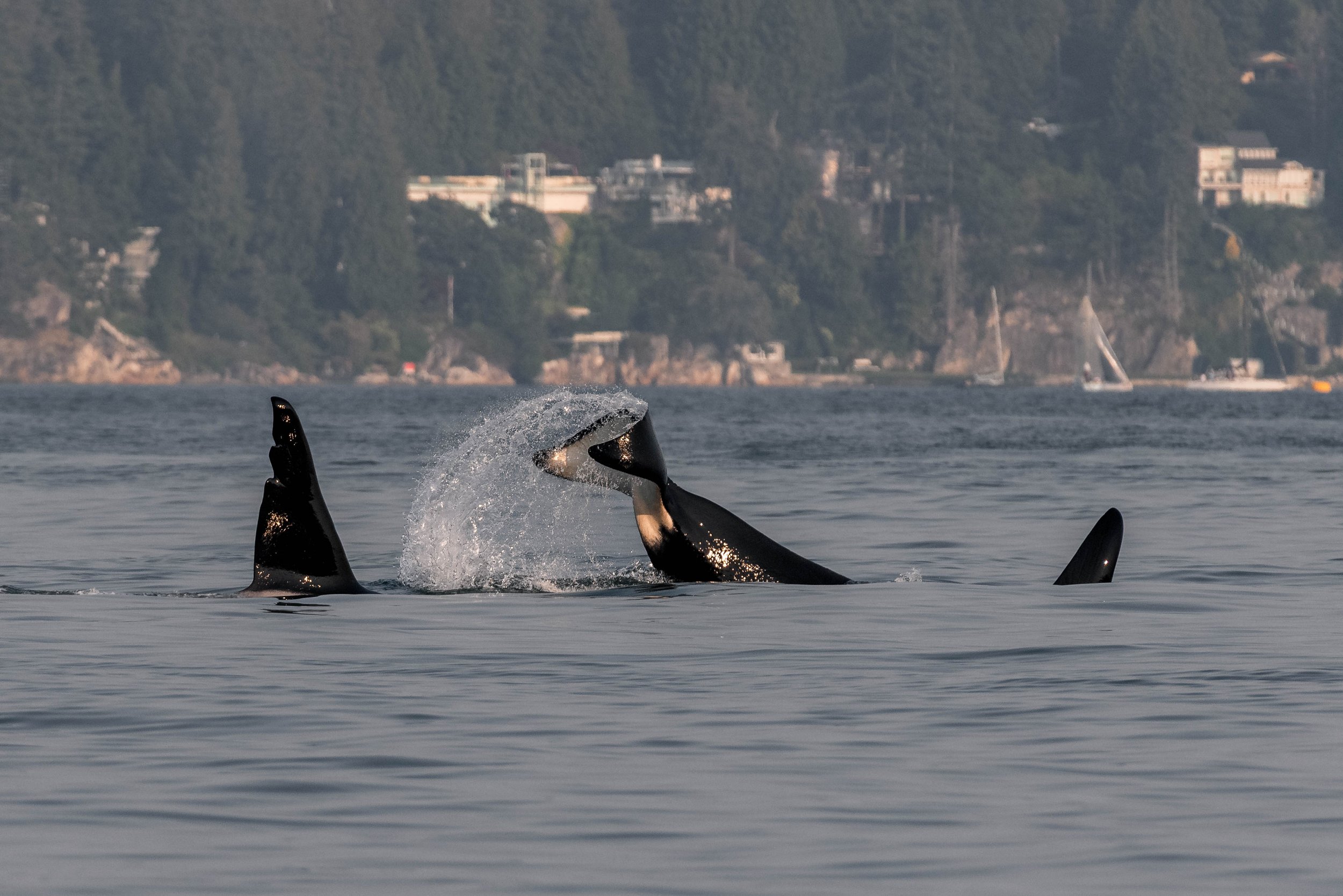September 3, 2025, 3:30 PM - T-party Party in Howe Sound, and Humpback Whale Graphite in the Strait