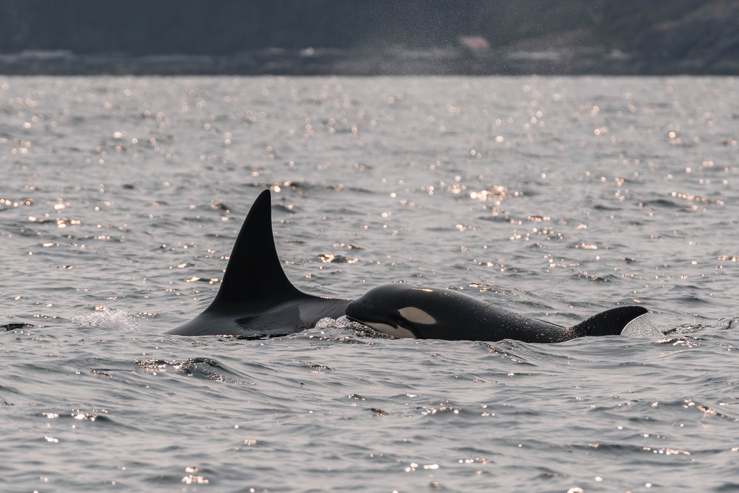 September 4, 2025, 10:30 AM - A double species morning! 