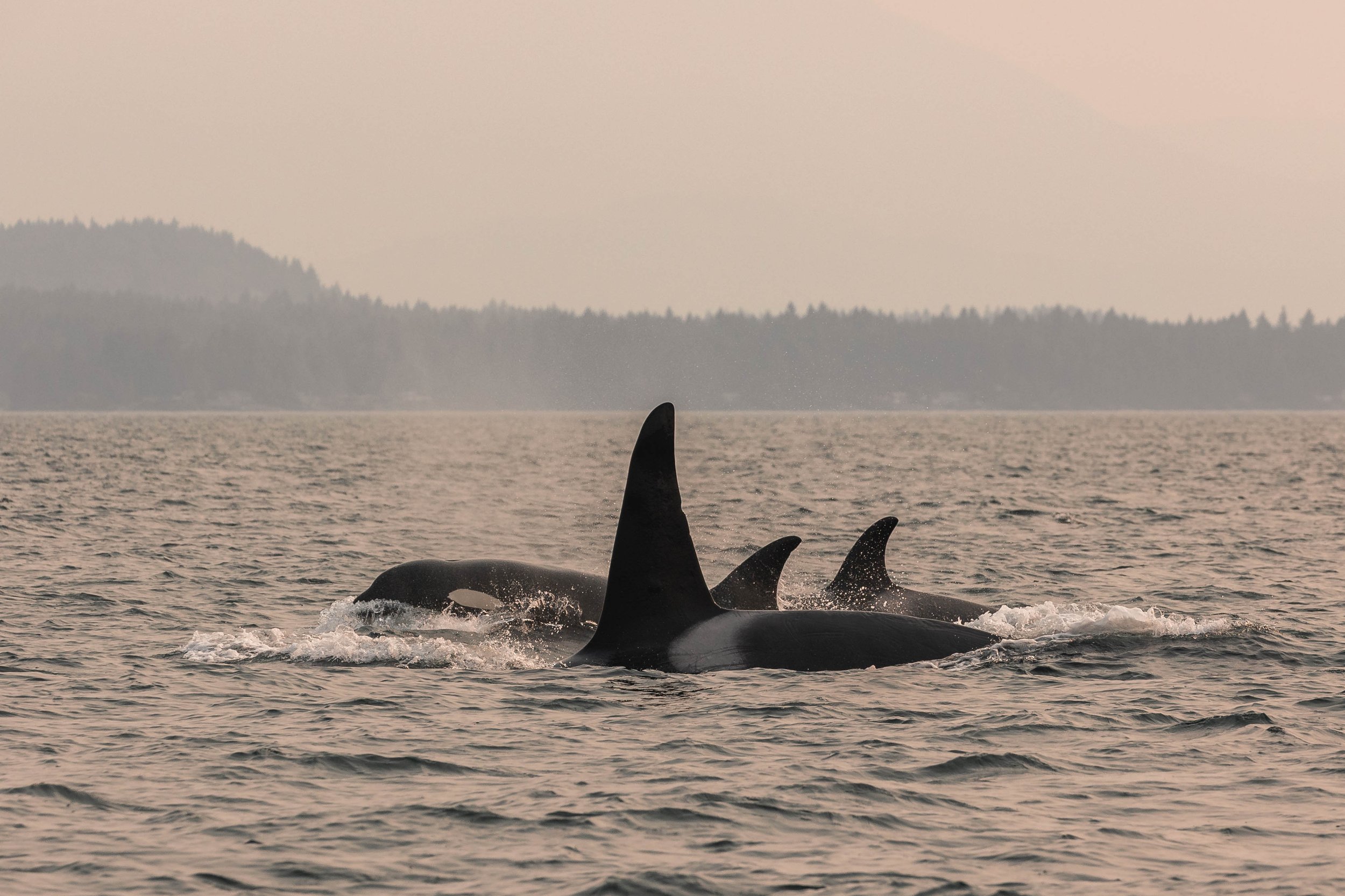 September 4, 2025, 3:30 PM - A Mix of Orca and Humpbacks in the Salish Sea!