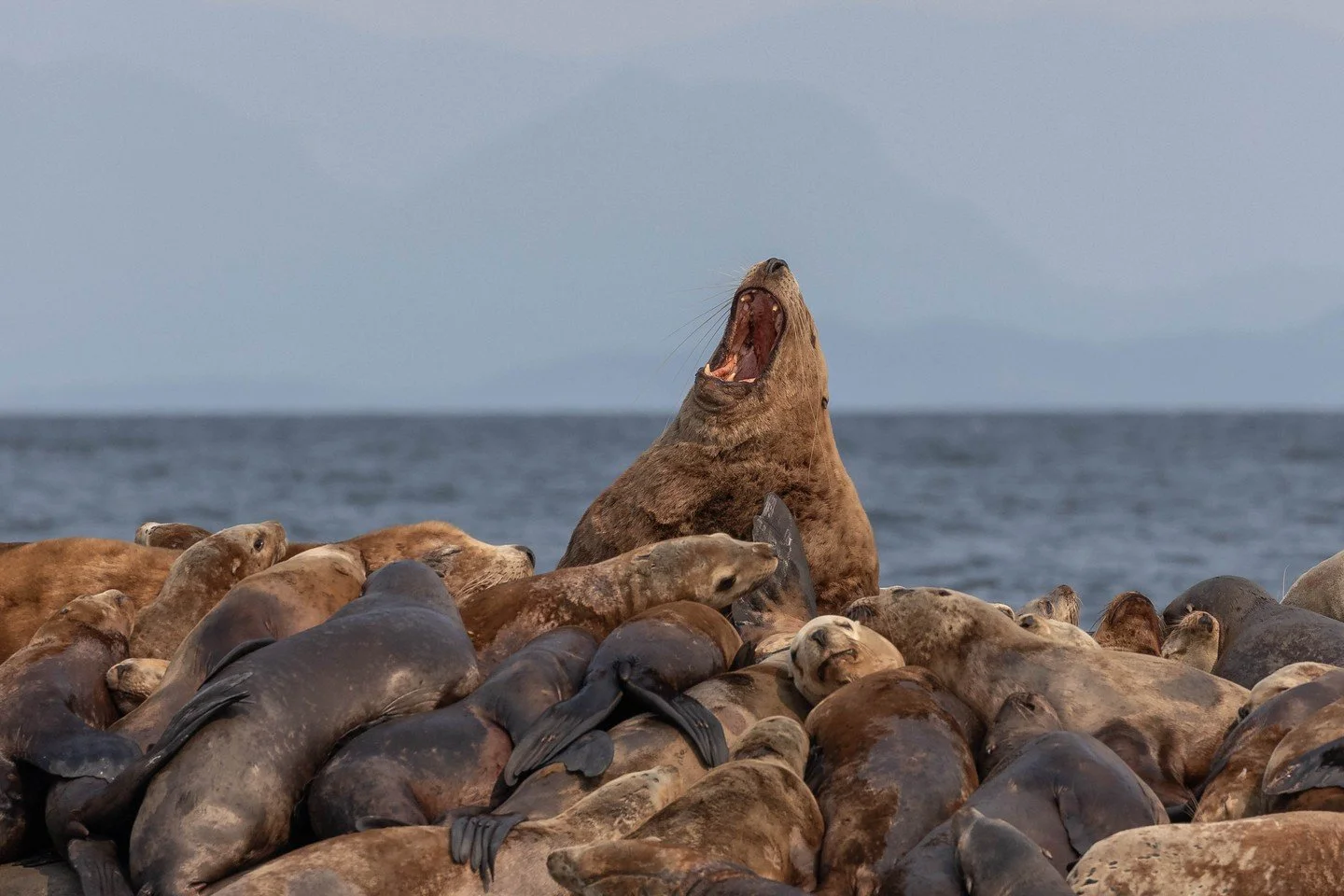 Sea lion whiskers are more than just cute; they're essential pieces of equipment for a hunting Pinniped.

These whiskers are very sensitive, comparable to human fingertips! Their unique oval shape allows them to pick up vibrations in the water, enabl