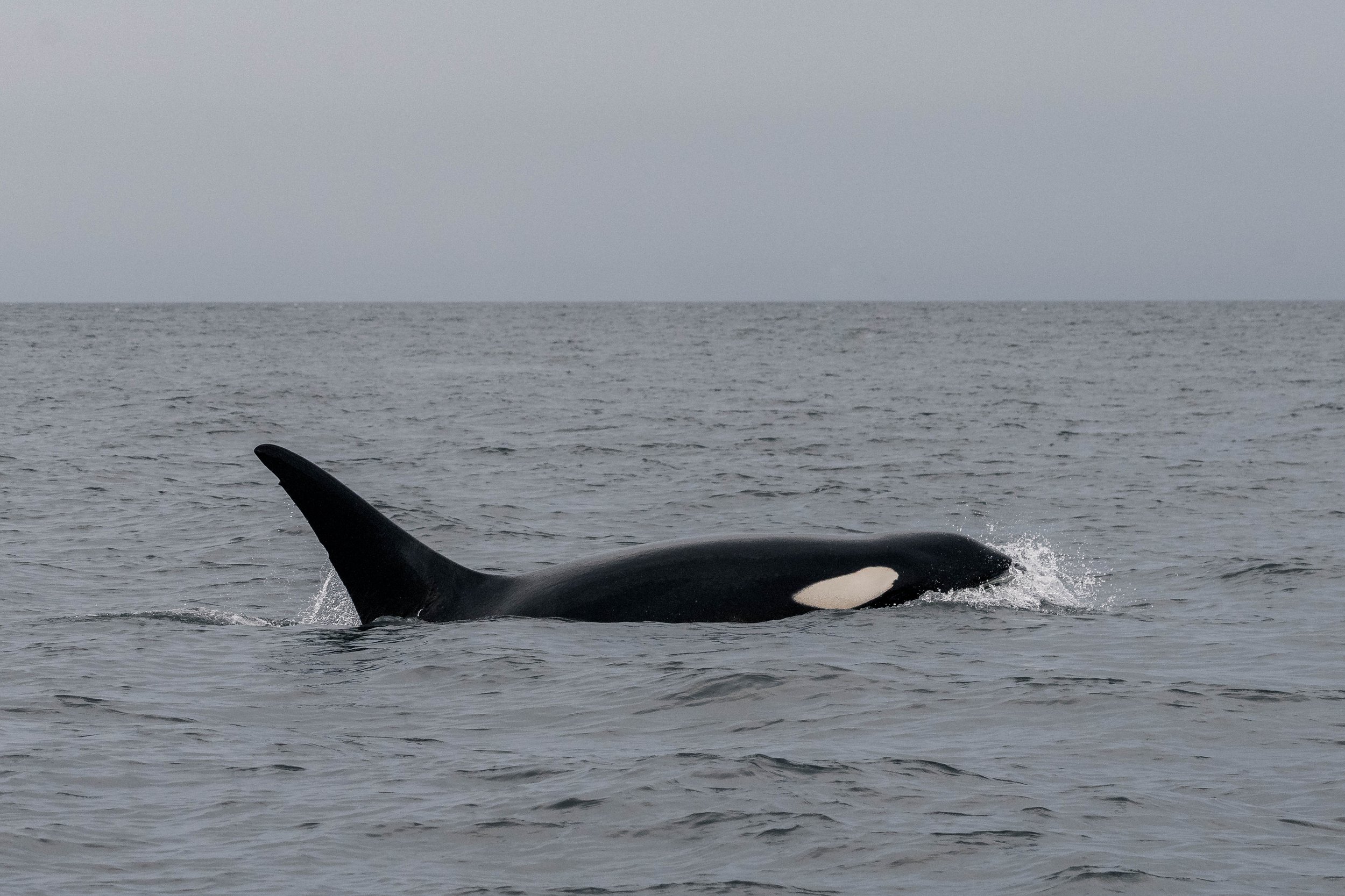 September 6, 2025, 3:30 PM - Double Species around Gabriola Island