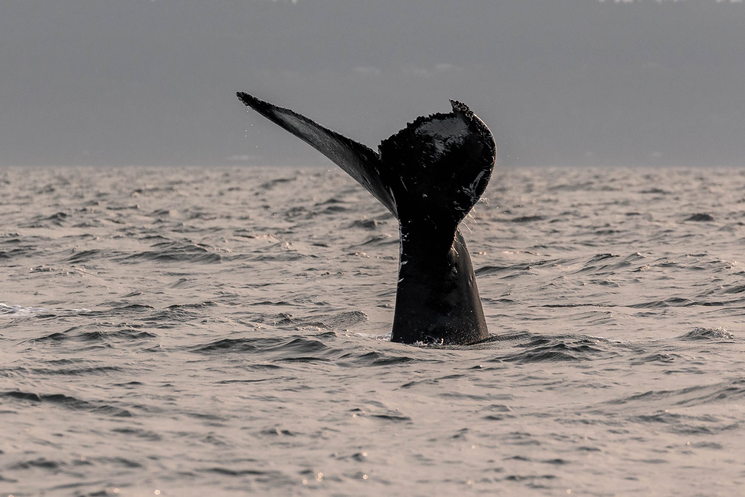 September 7, 2025, 3:30 PM - Humpbacks foraging by Thrasher Rock!