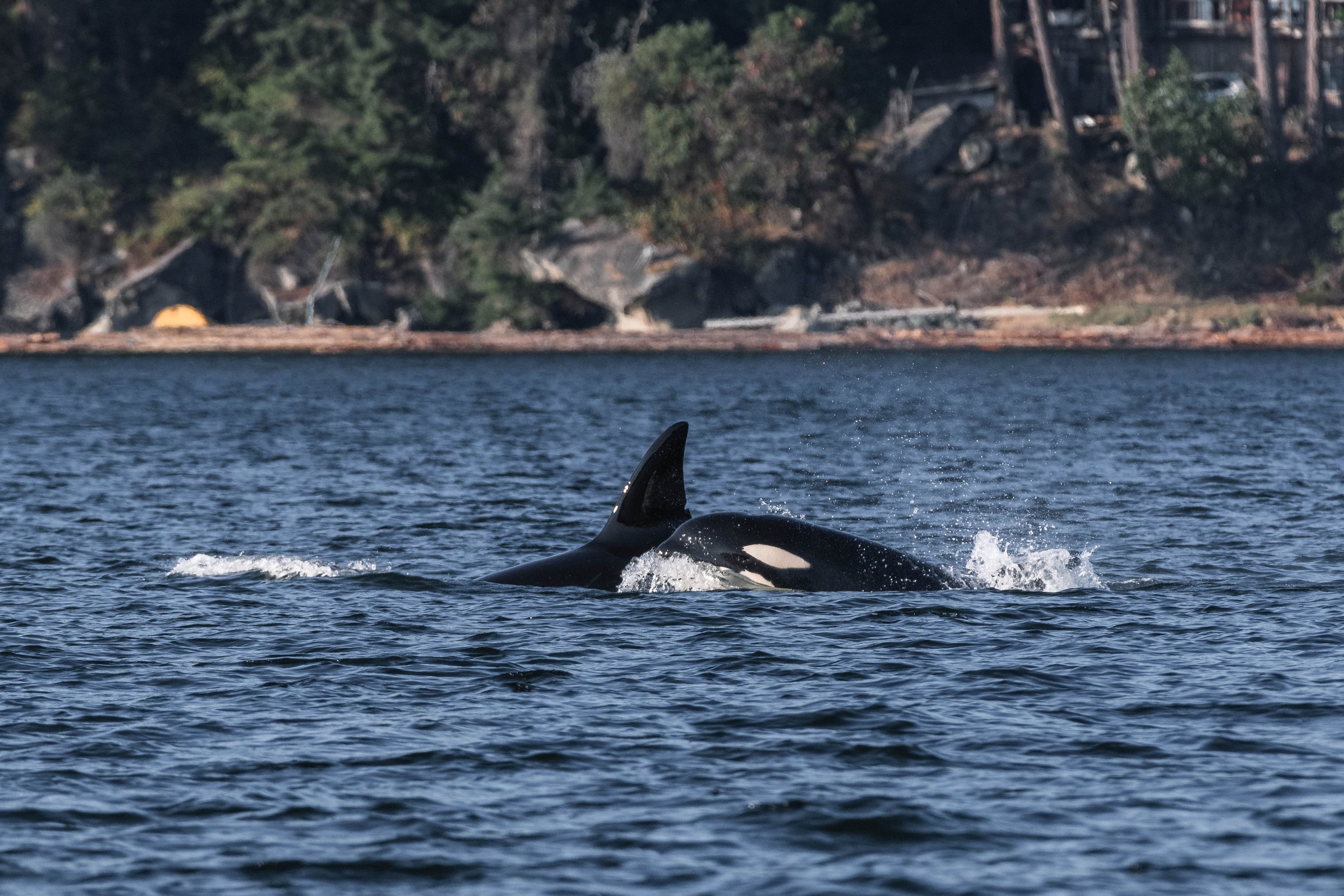 September 9, 2025, 3:30 PM - The T059 Gang and two Humpback Whales close to Nanaimo