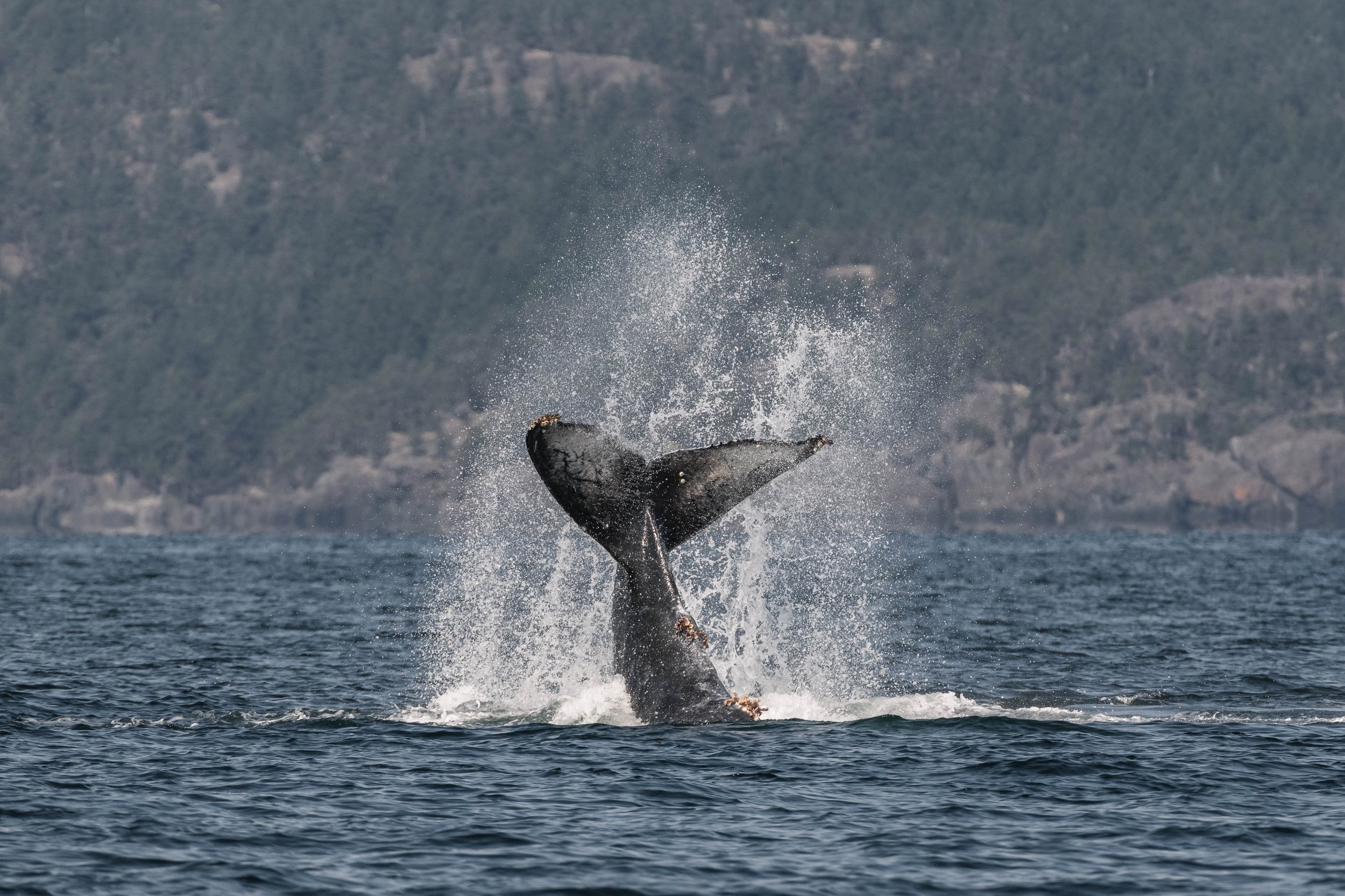 September 11, 2025, 10:30 AM - Babies in the Strait