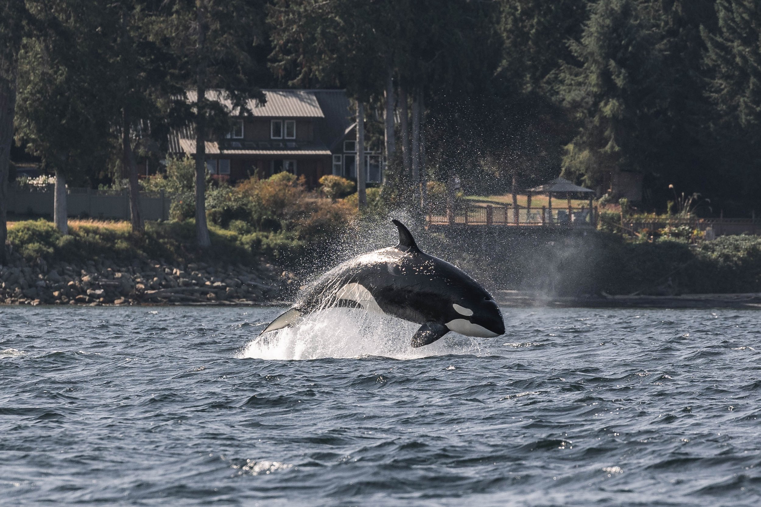 September 13, 2025, 10:30 AM - A meal in the SOG and playful orca in the Pass. 