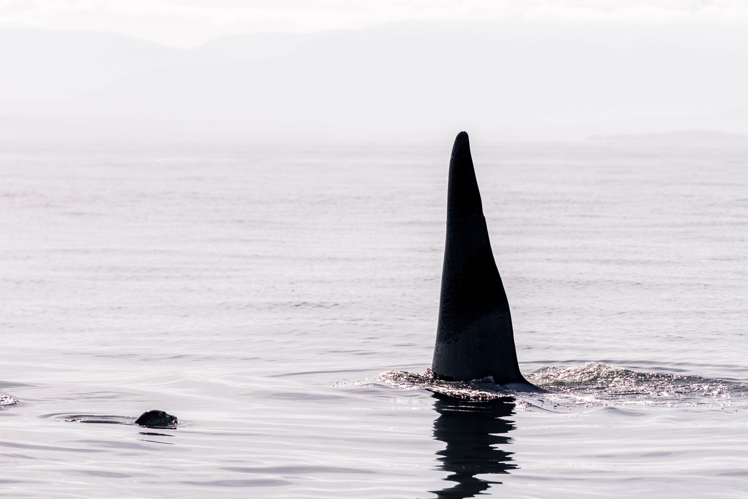 September 15, 2025 - A calm sea and a busy day on the Salish Sea