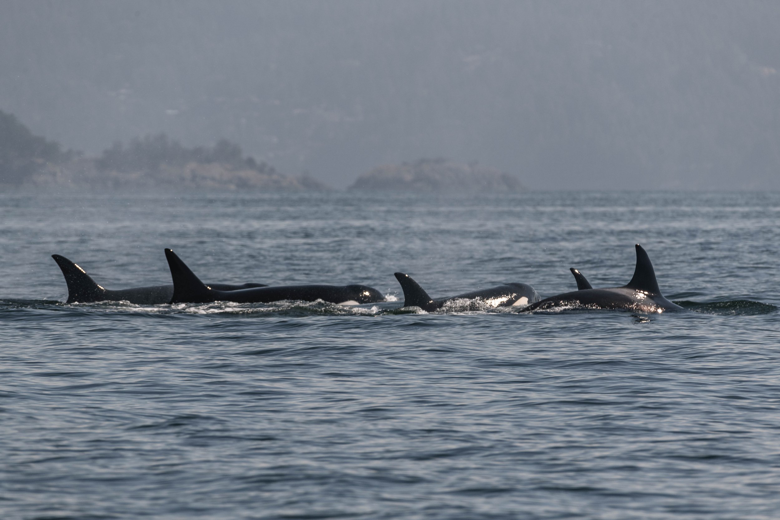 September 17, 2025 - Humpback soup in the Strait, and a T-party off of Gibsons!