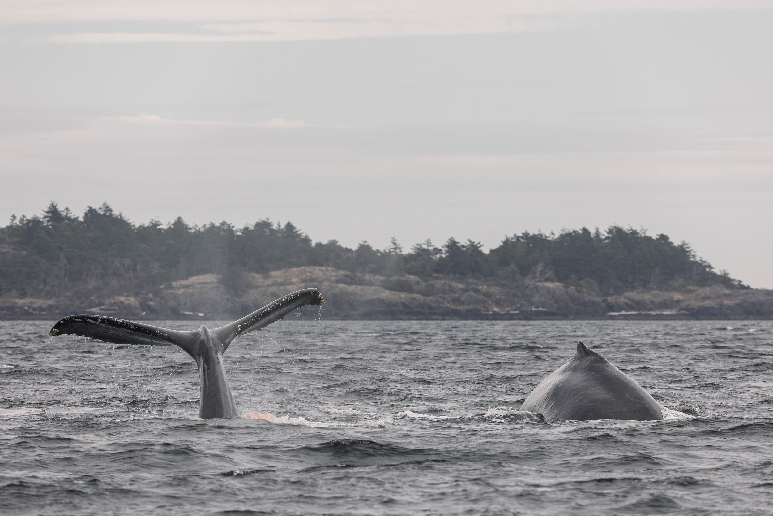 September 20, 2025 - Double Humpback pairs in the Salish Sea