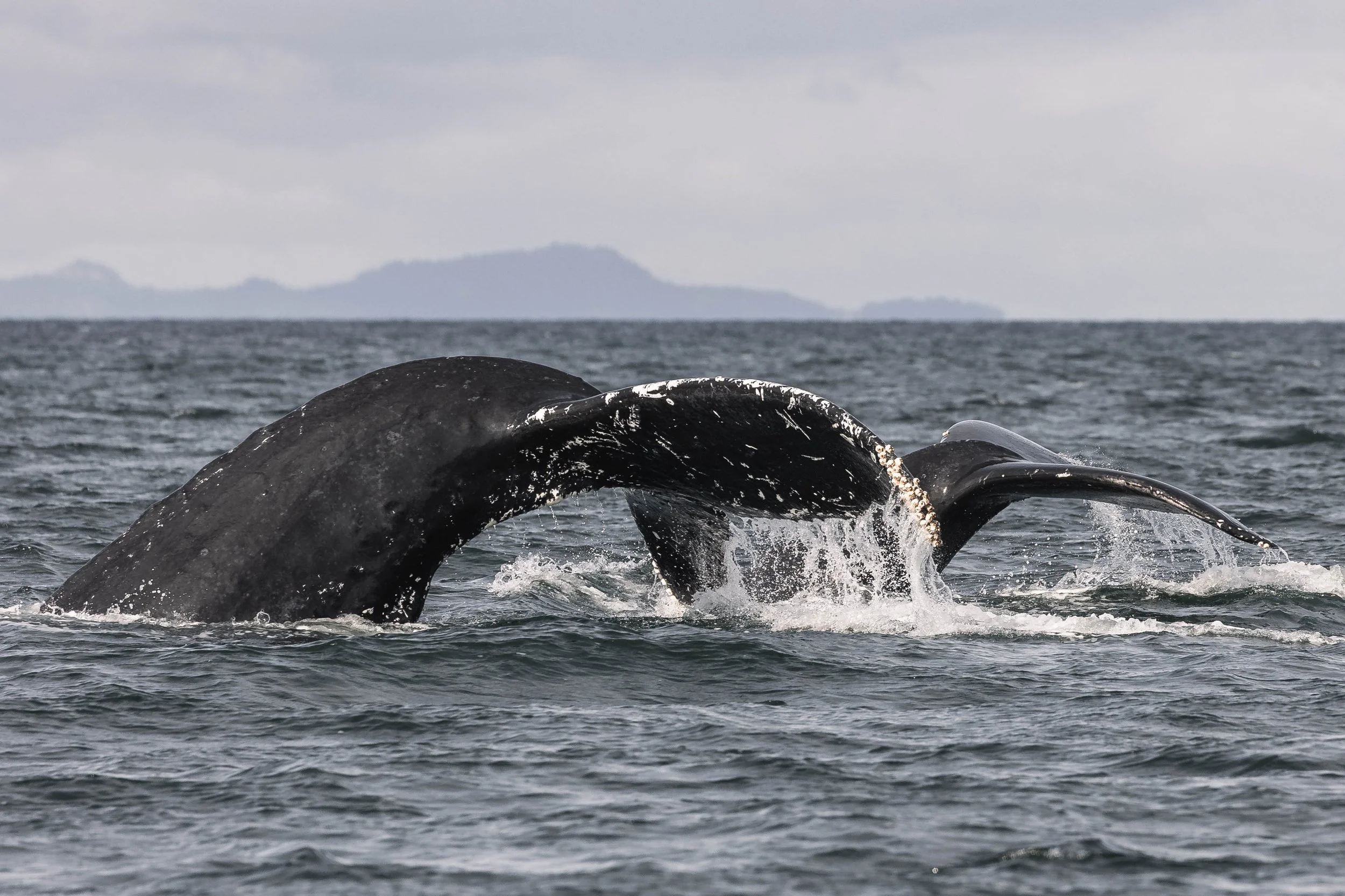 October 4, 2025 - A handfull of humpbacks in the SOG