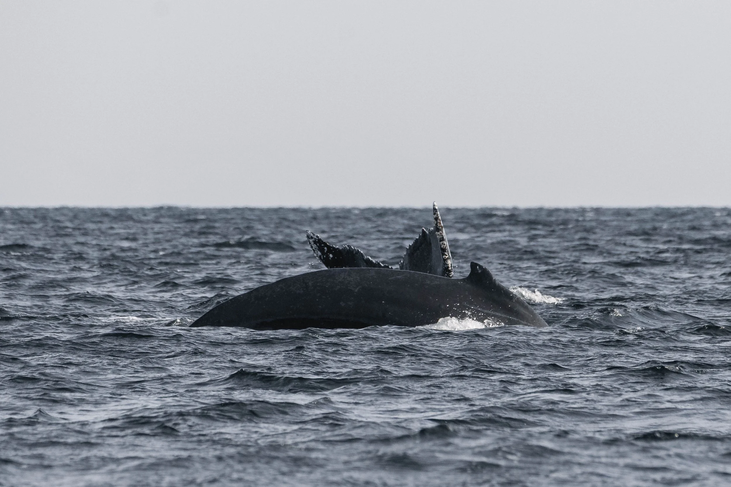  Tempest’s tail visible just behind Graphite who is arching for a dive. 