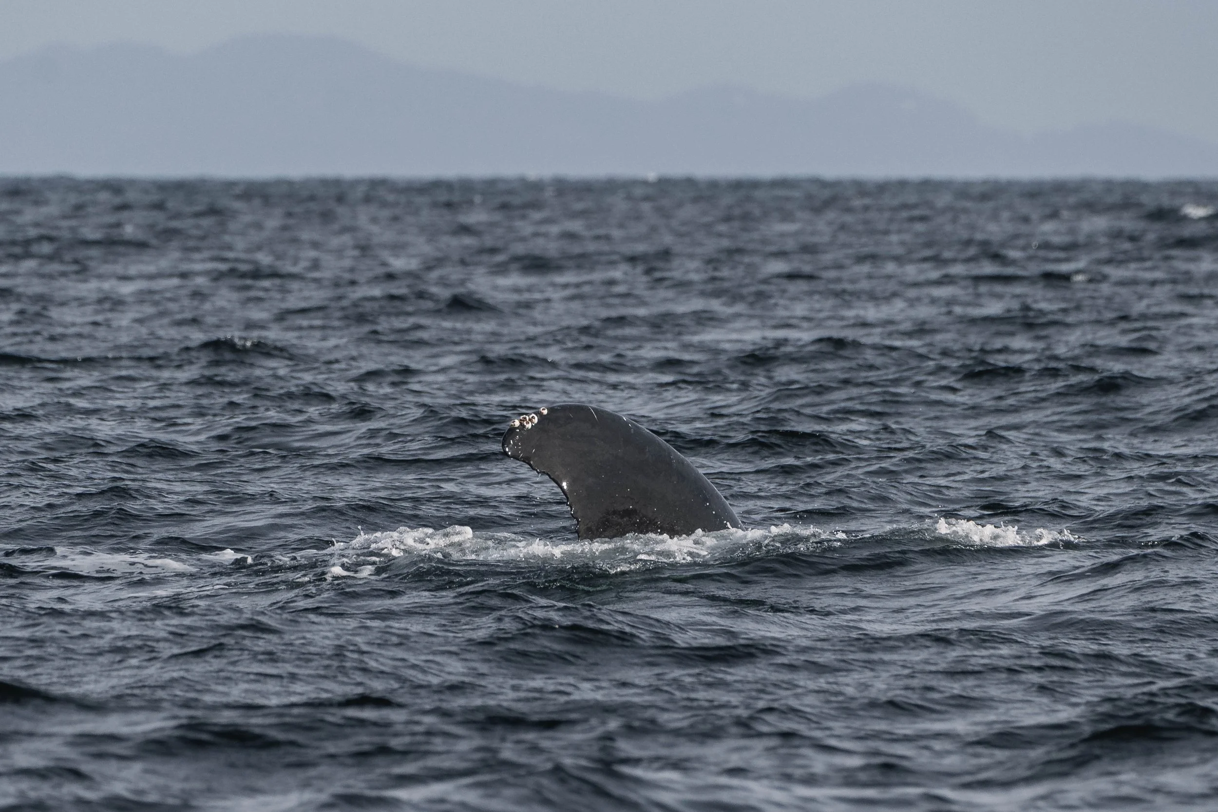  Graphite’s fluke as he rolls to the side at the surface. 