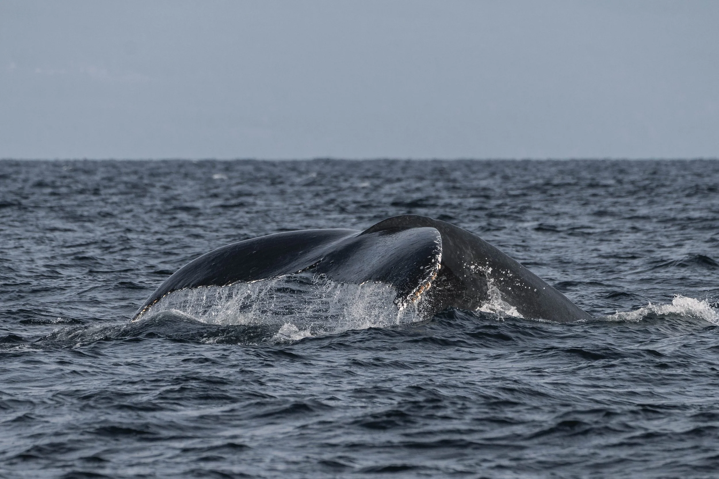  Tempest going for a dive. 