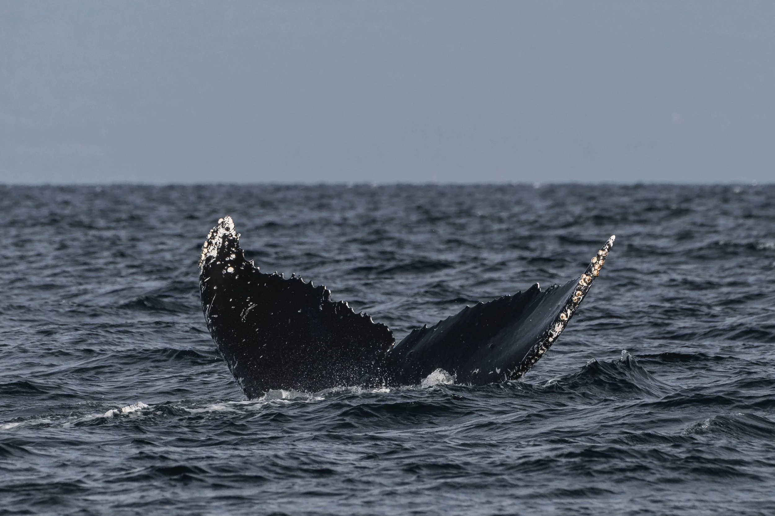  A lovely tail flick from Tempest as she dives. 