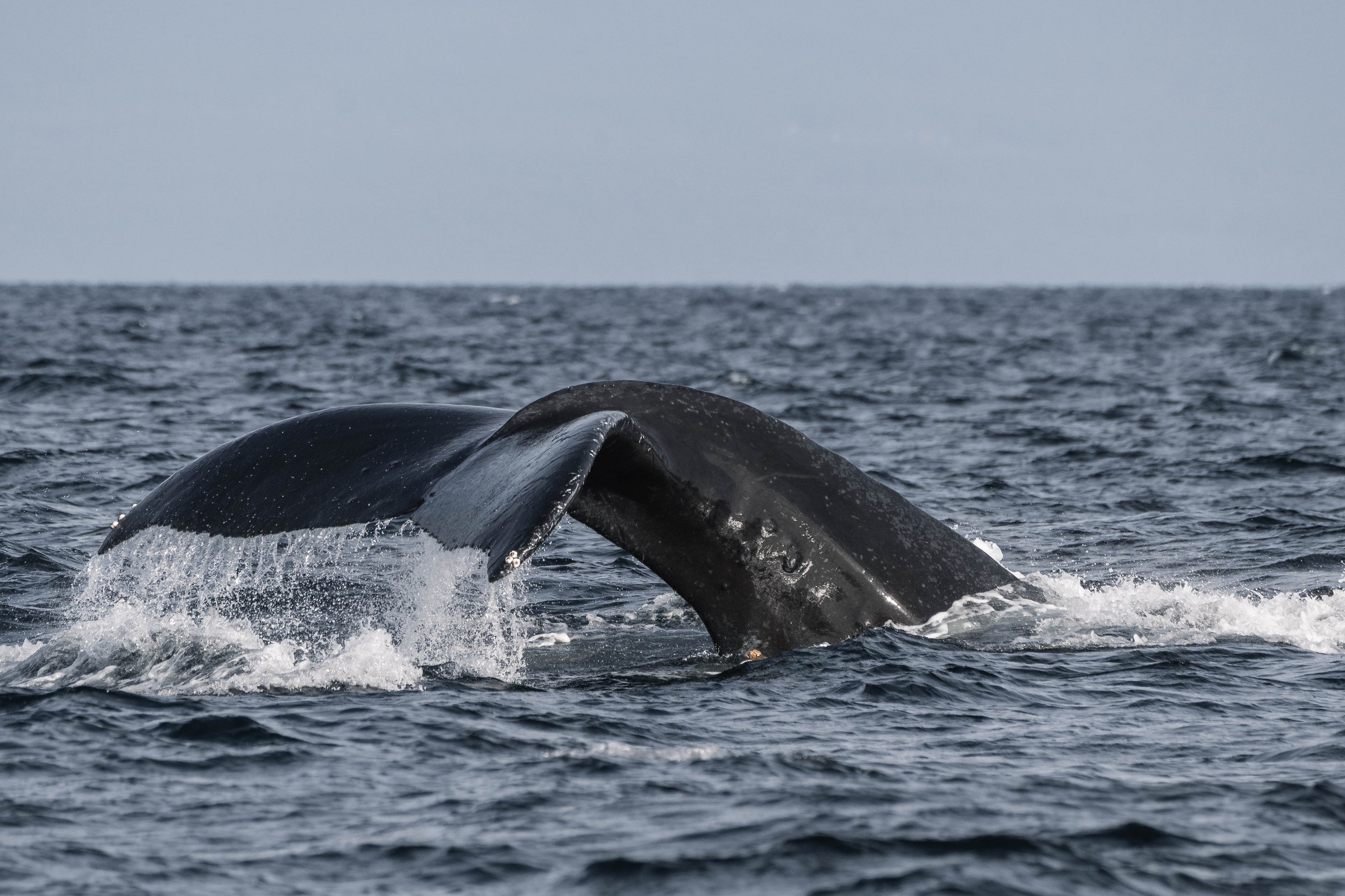  A beautiful fluke waterfall as Graphite dives. 