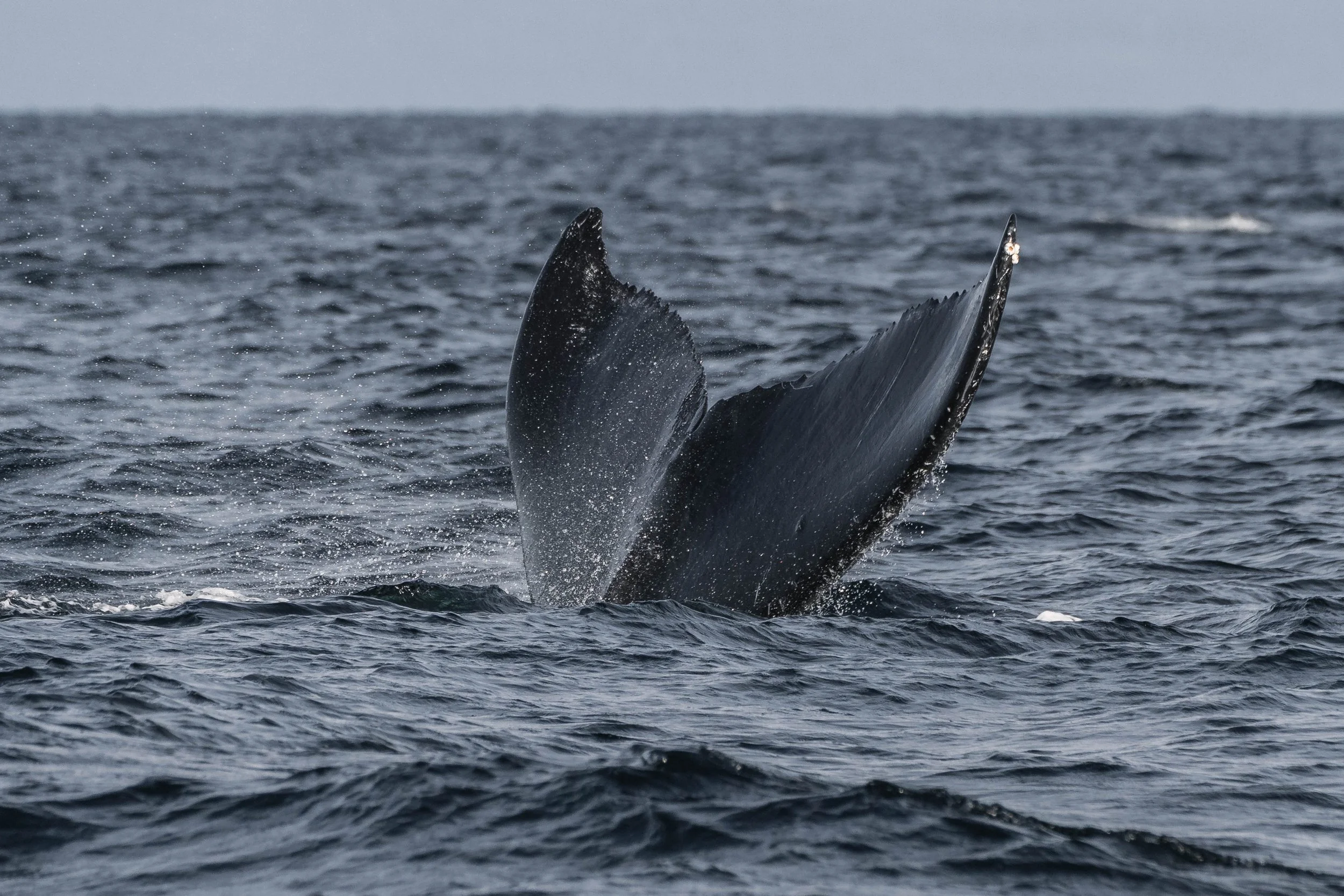  A tail flick from Graphite as he dives. 