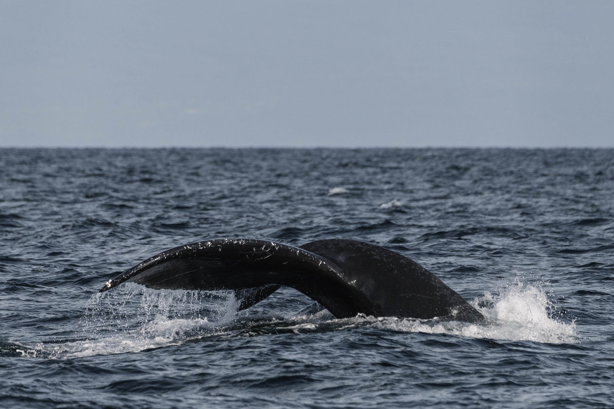  A lovely look at Graphite diving. 