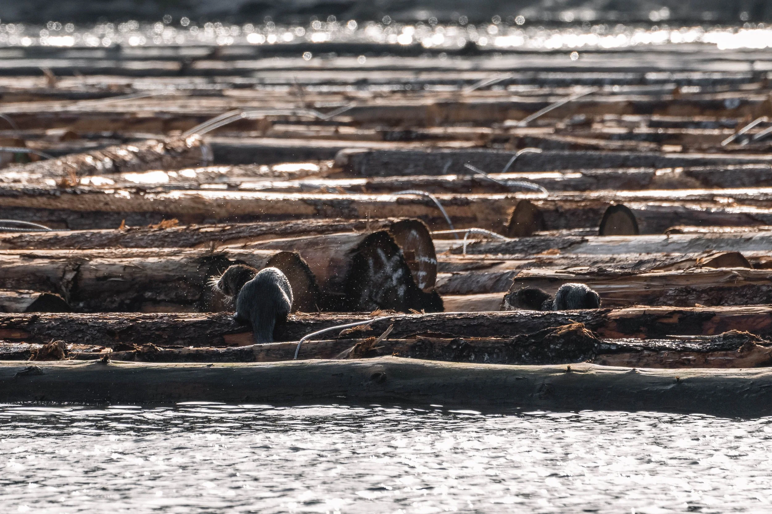  River Otters on the log booms at Harmac. 