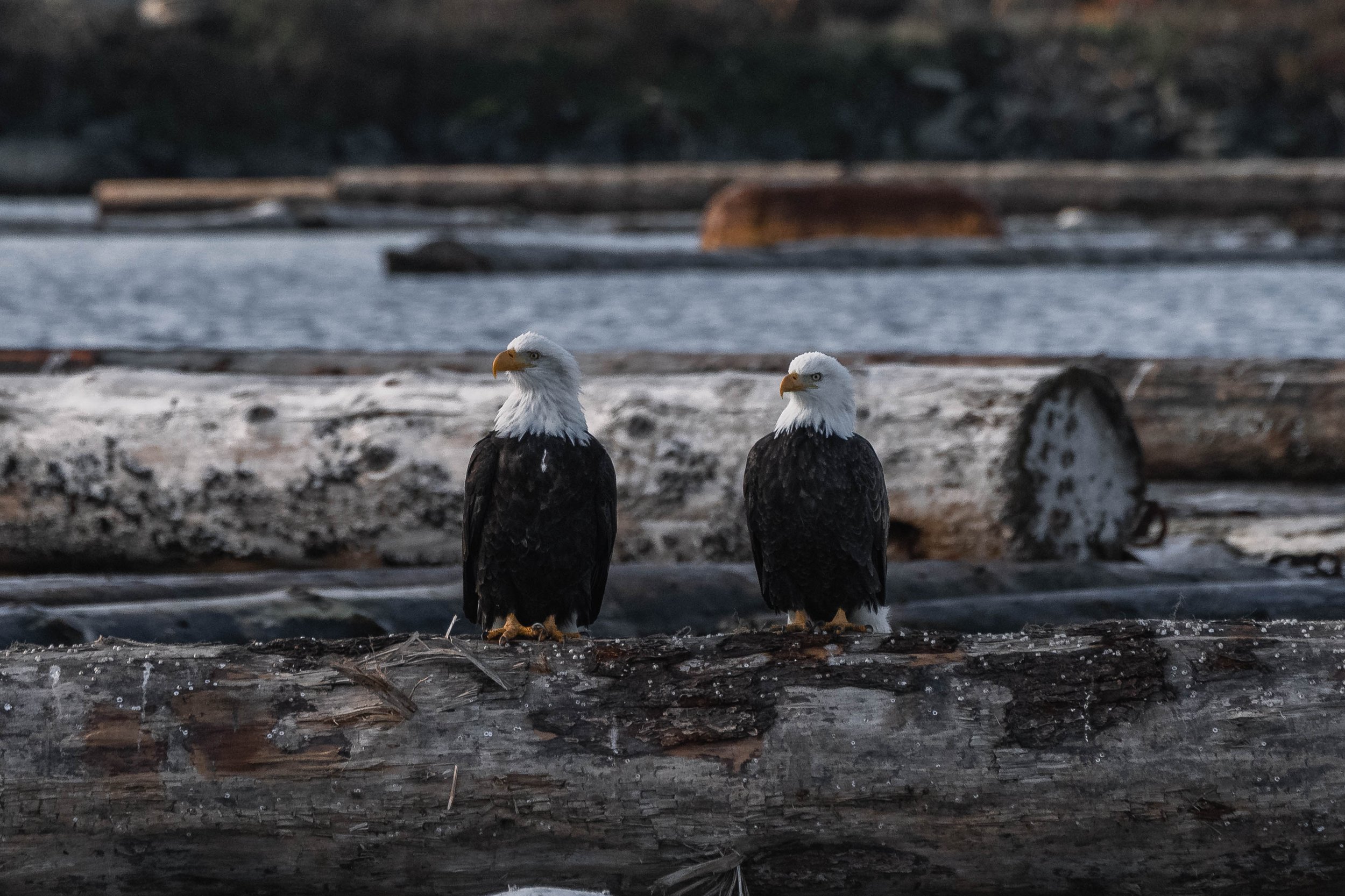  A pair of Bald Eagles on the log booms. 