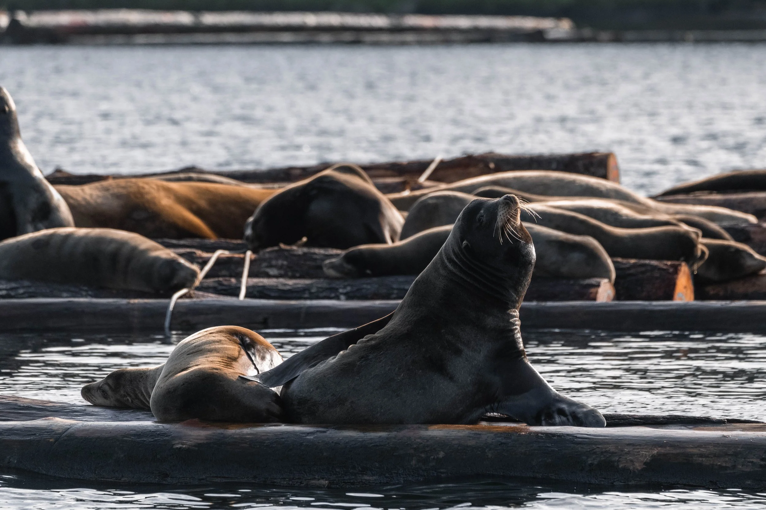  California Sea Lions lounging on the logs. 