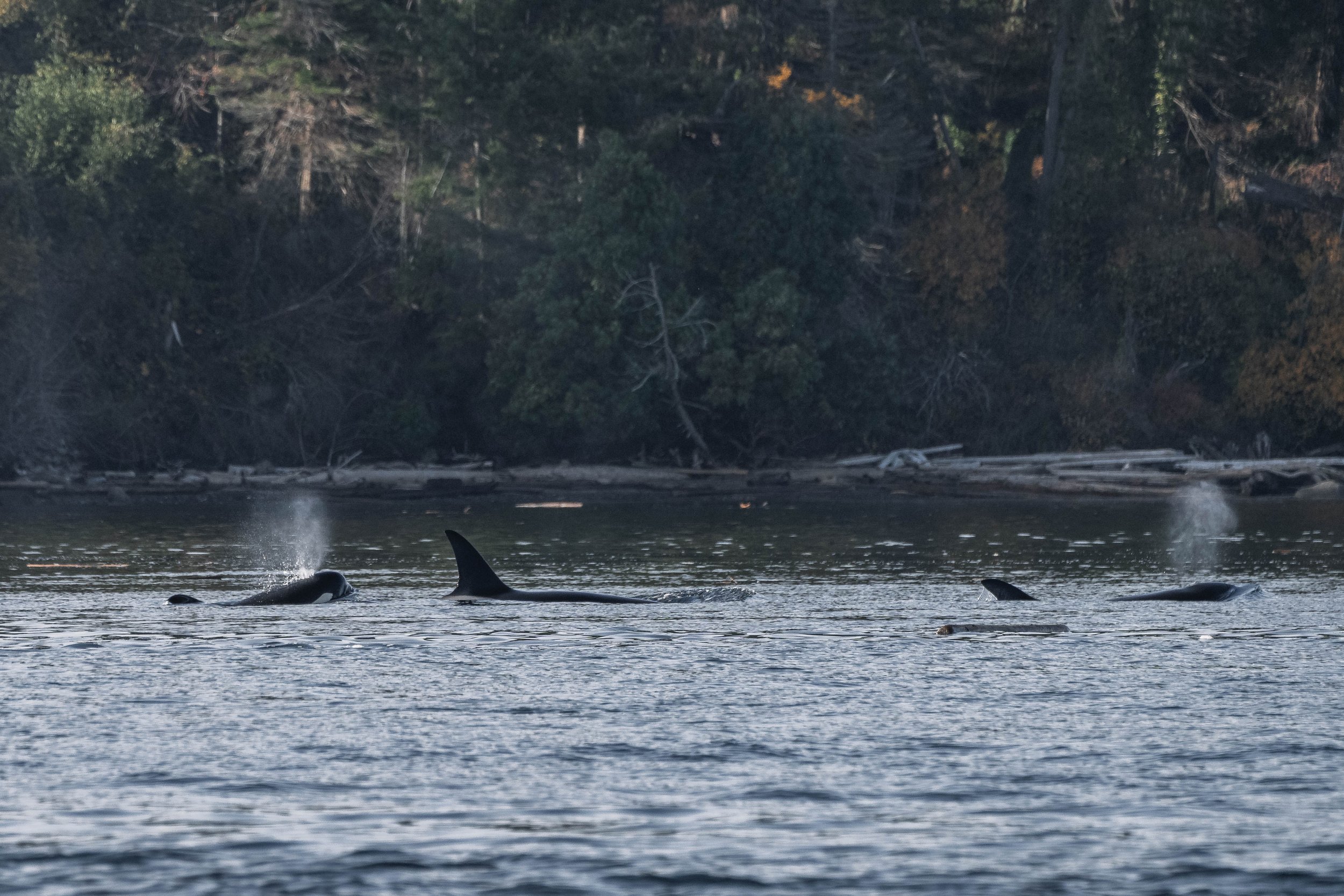 T049A6 Charlie II, T049 Nan, and T049A4 Neptune surfacing together. 