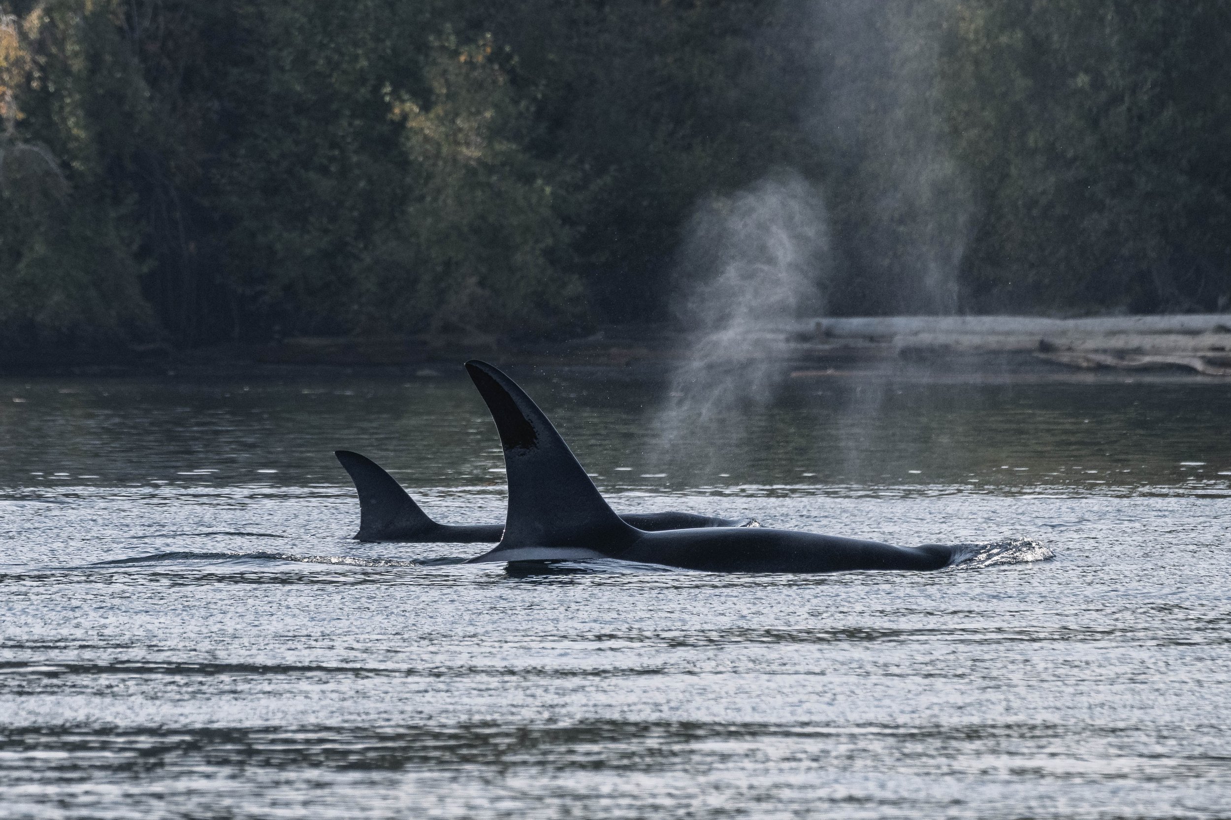  T049A3 Nat surfacing beside T049A4 Neptune. 