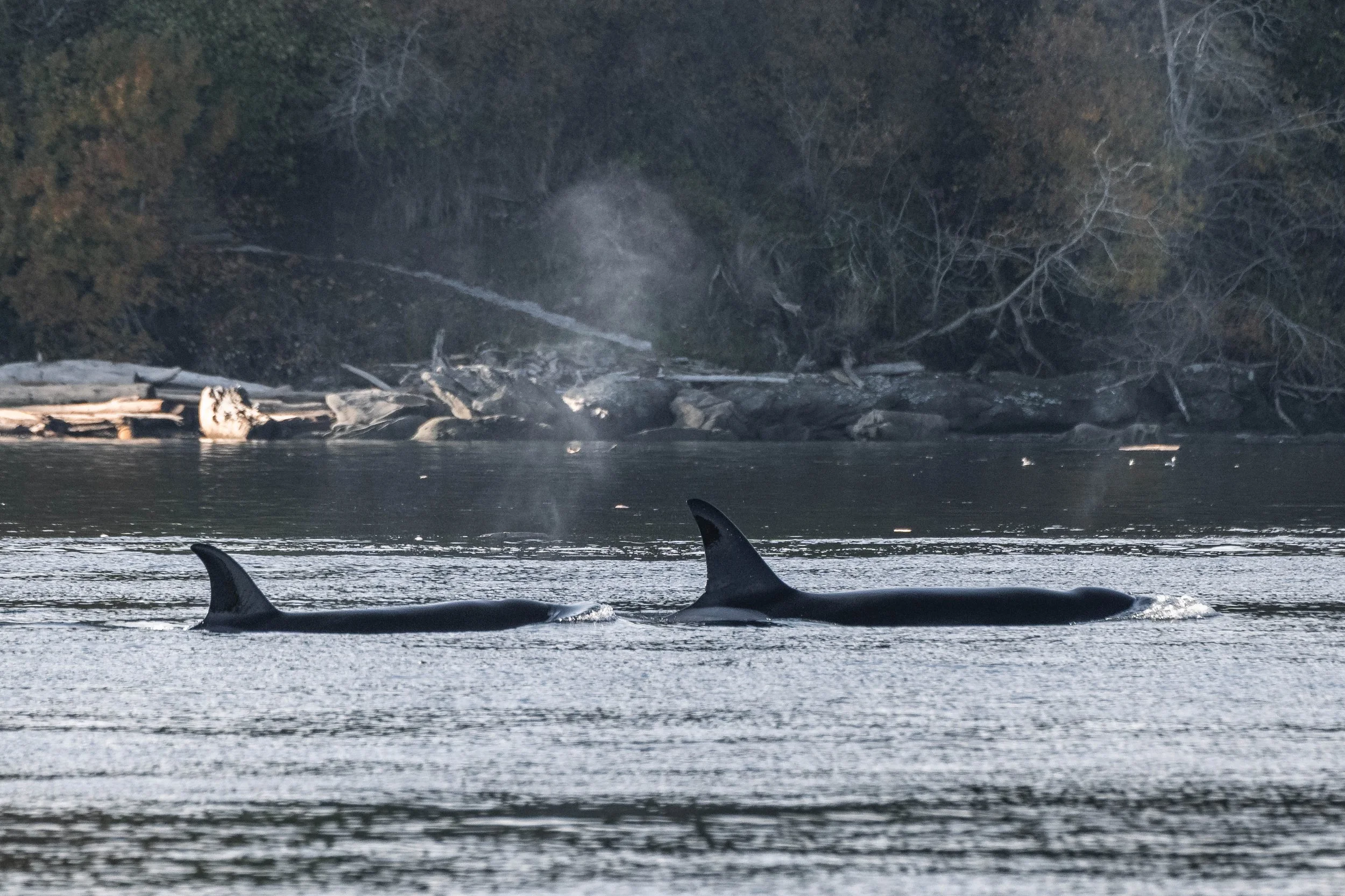  T049A Nan surfacing just in front of T049A5 Nebula. 