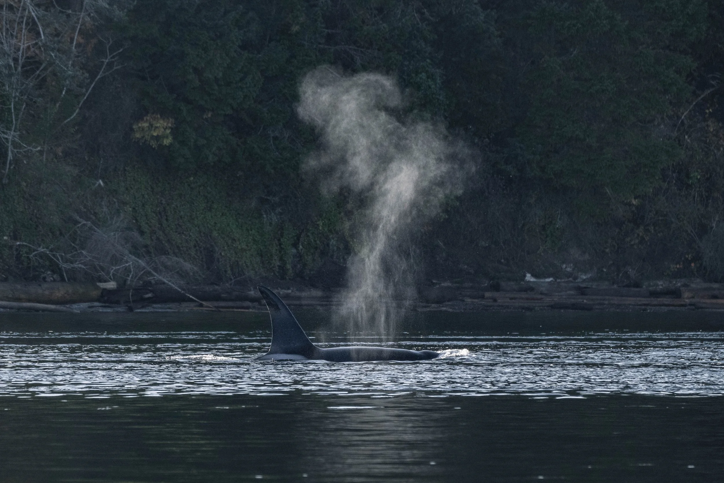  T049A3 Nat surfacing with the light catching the blow. 