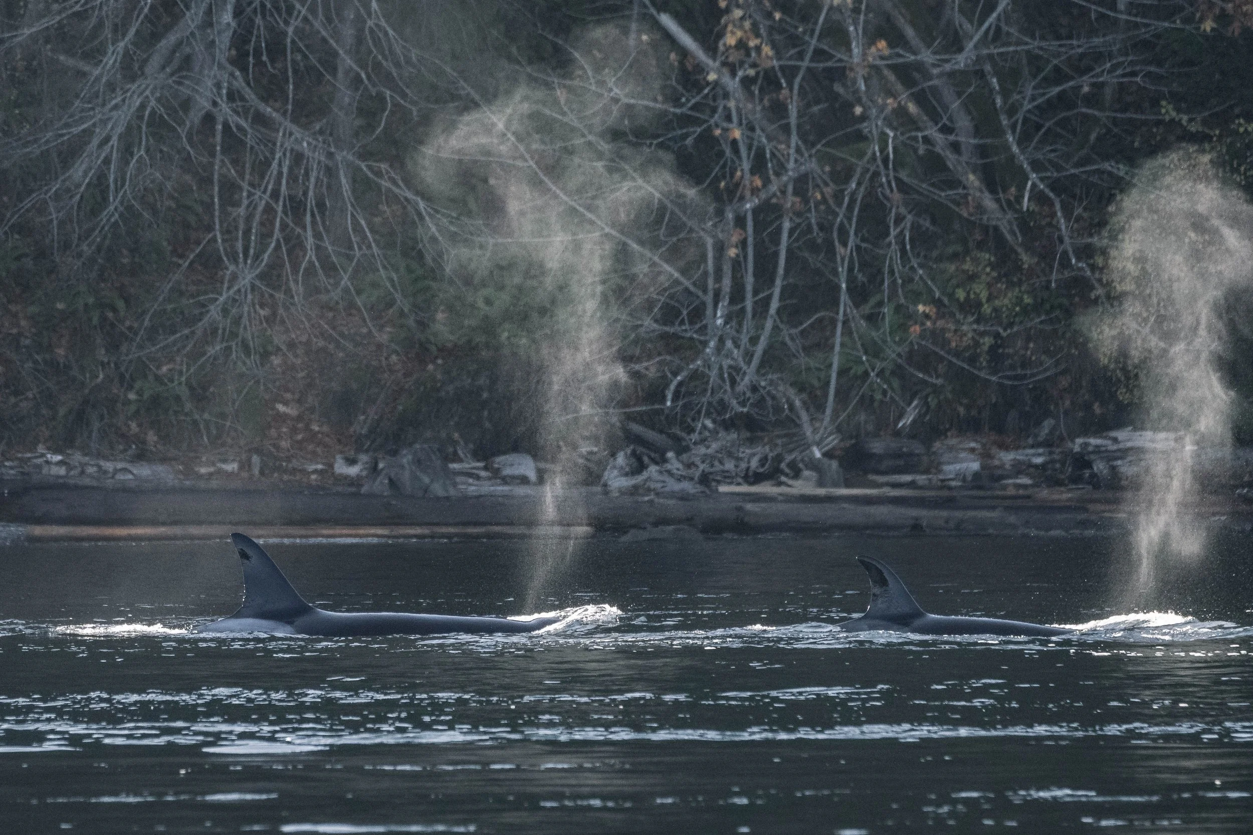  T049A Nan to the left of her daughter, T049A5 Nebula. 