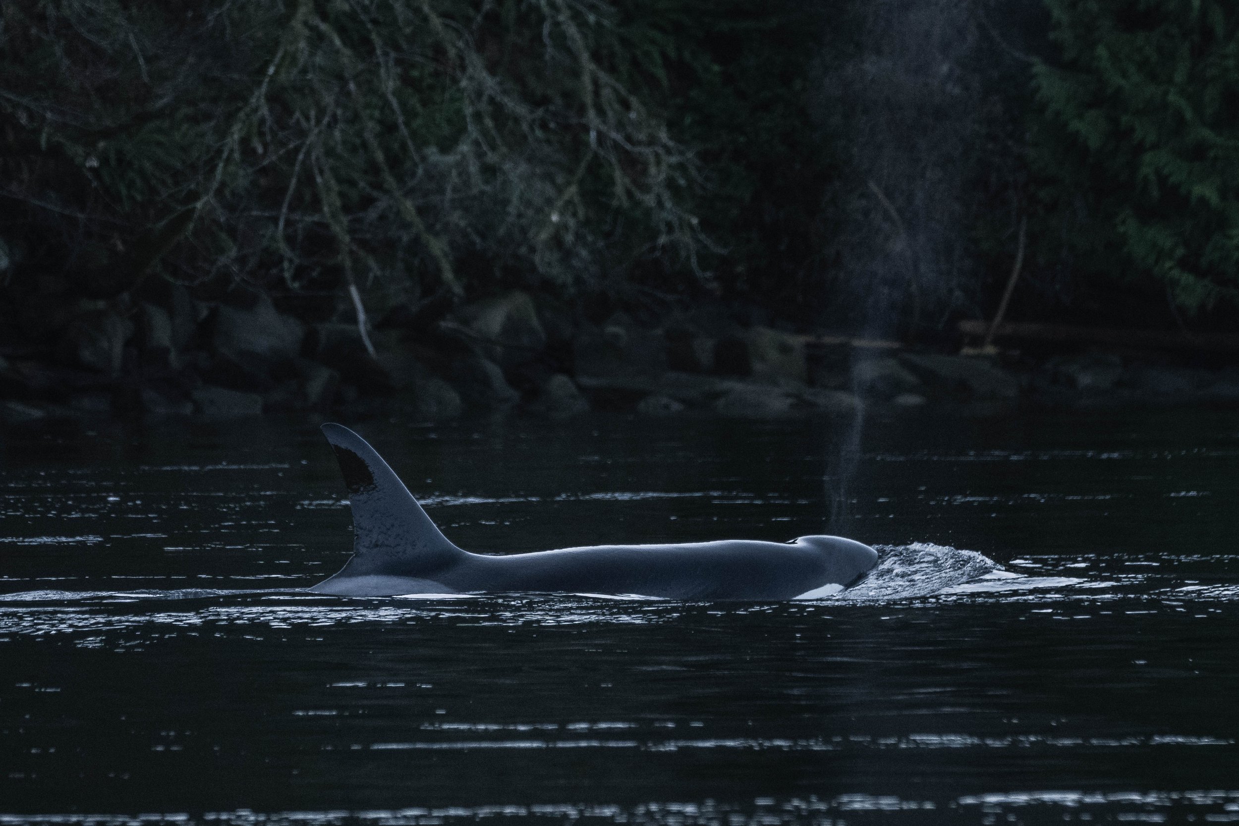  Matriarch T049A Nan surfacing in Dodd Narrows. 