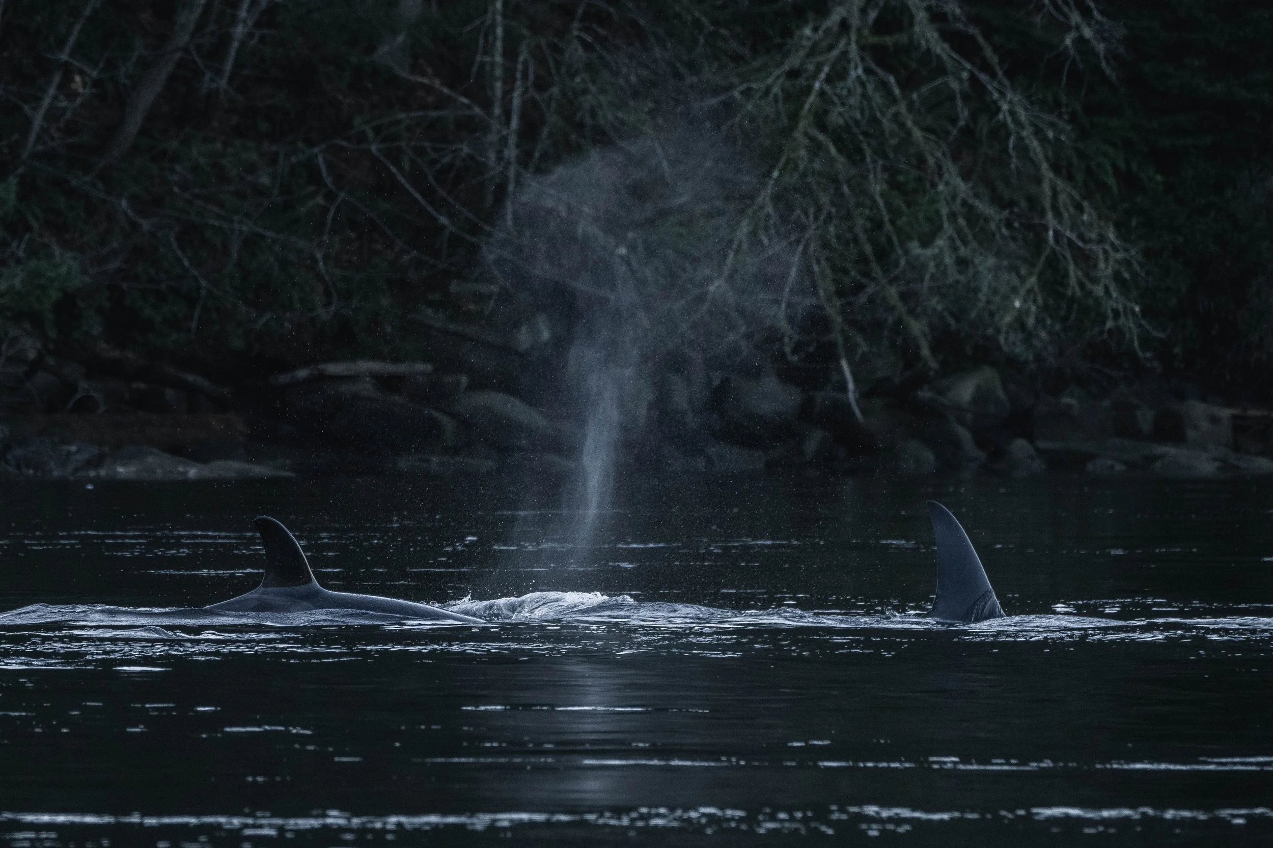  T049A6 Charlie II surfacing behind his mom, T049A Nan. 
