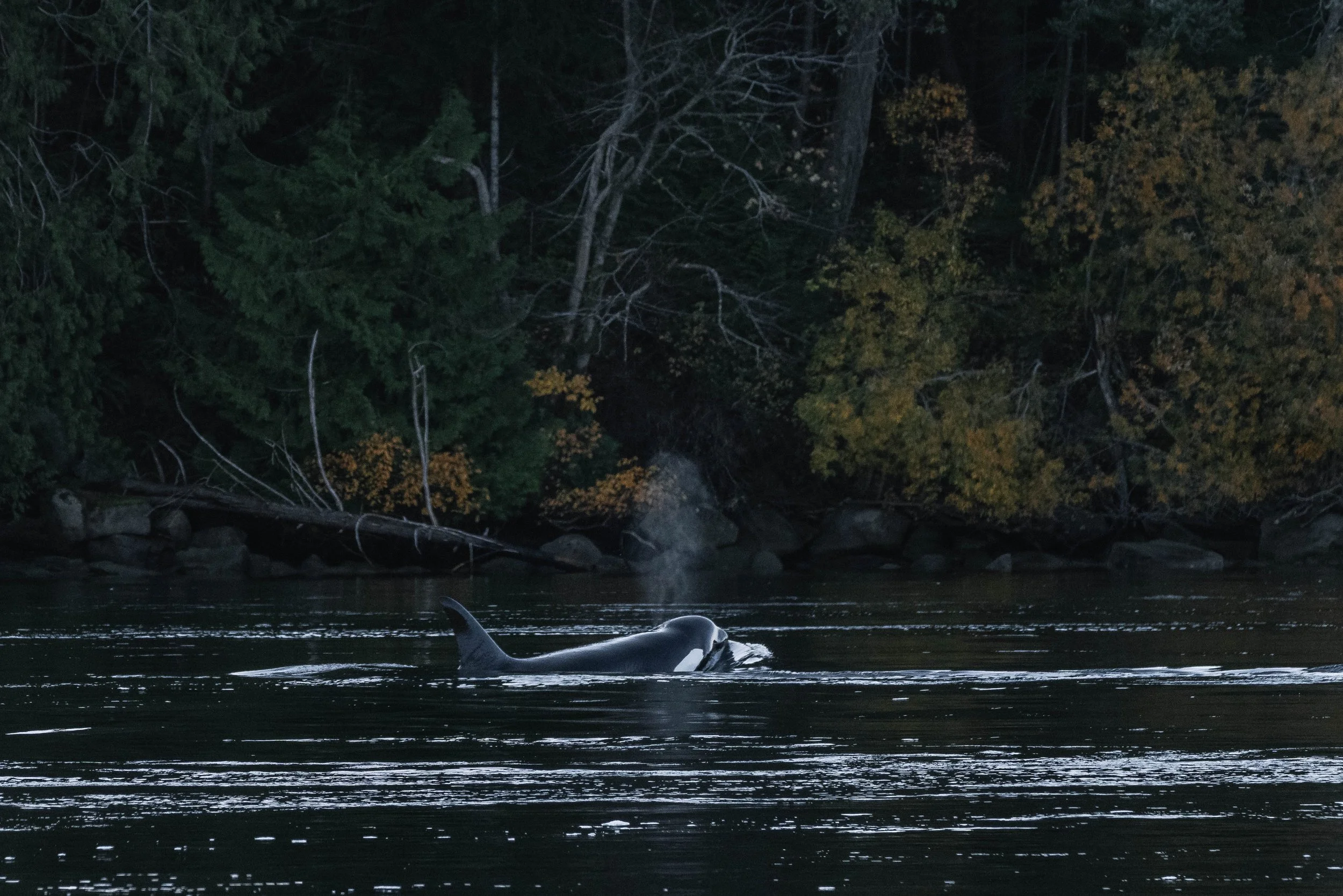  A beautiful fall photo featuring T049A Nan. 