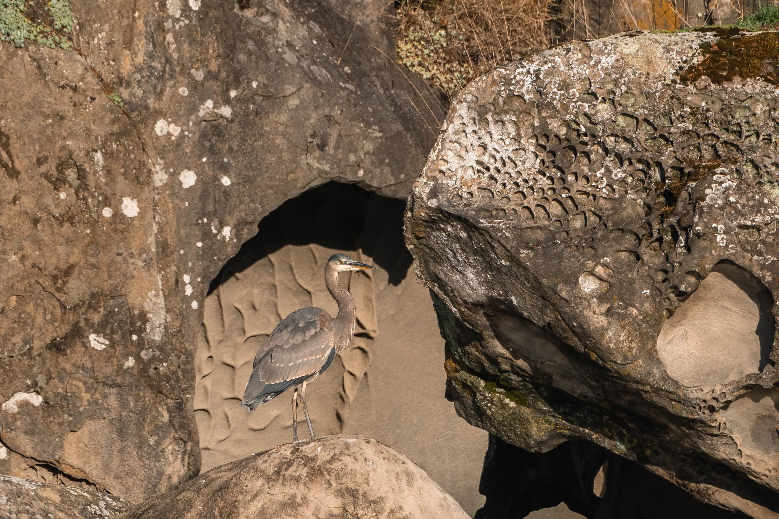  A Great Blue Heron with some interesting sandstone formation behind it.  