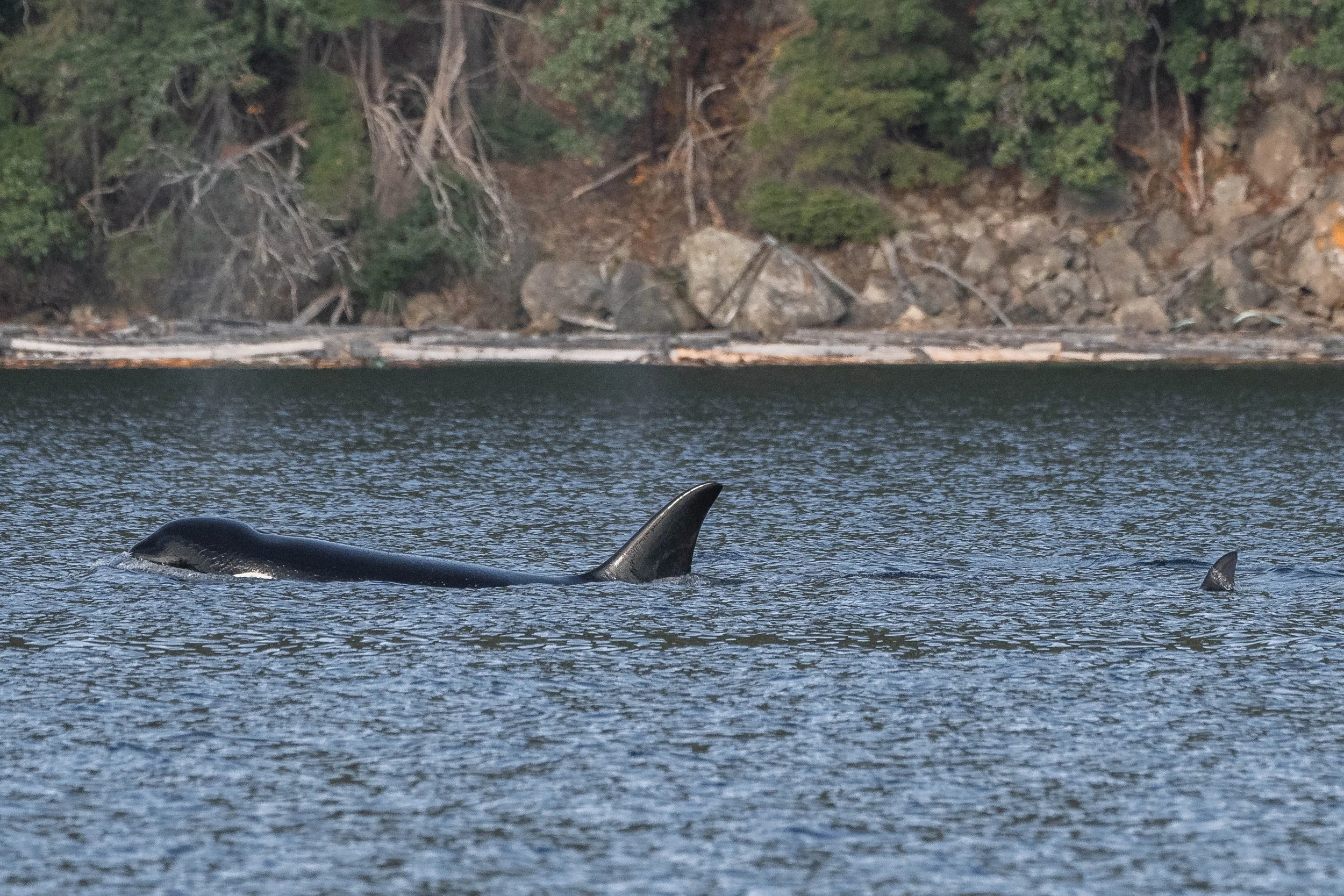  T049A Nan sufacing with T049A4 Neptune’s dorsal fin just bearly visible behind her. 