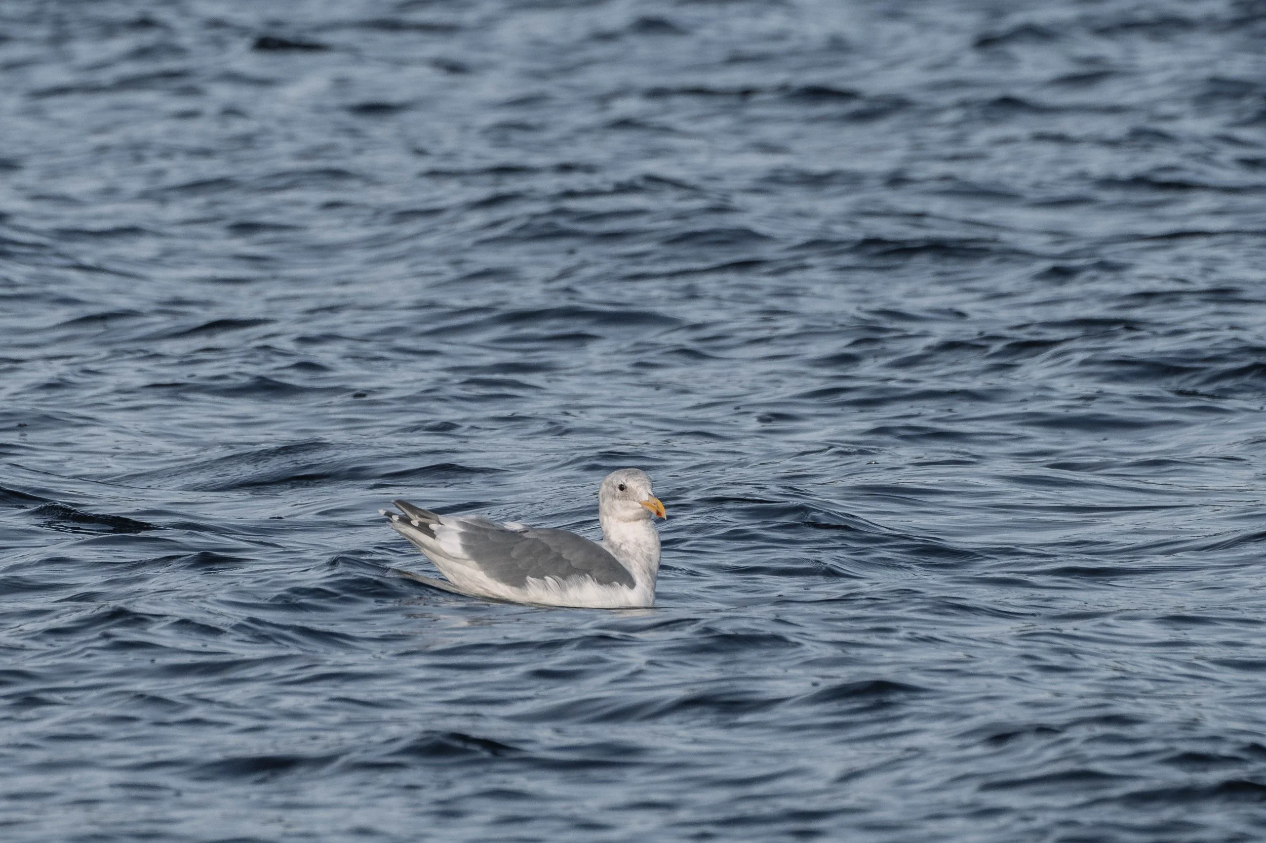  A very photogenic gull floating by. 