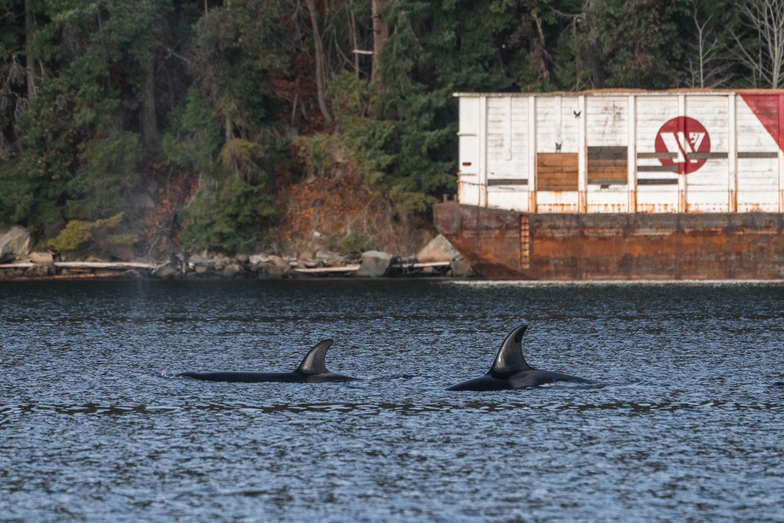  T049A6 Charlie II and T049A5 Nebula surfacing together. 