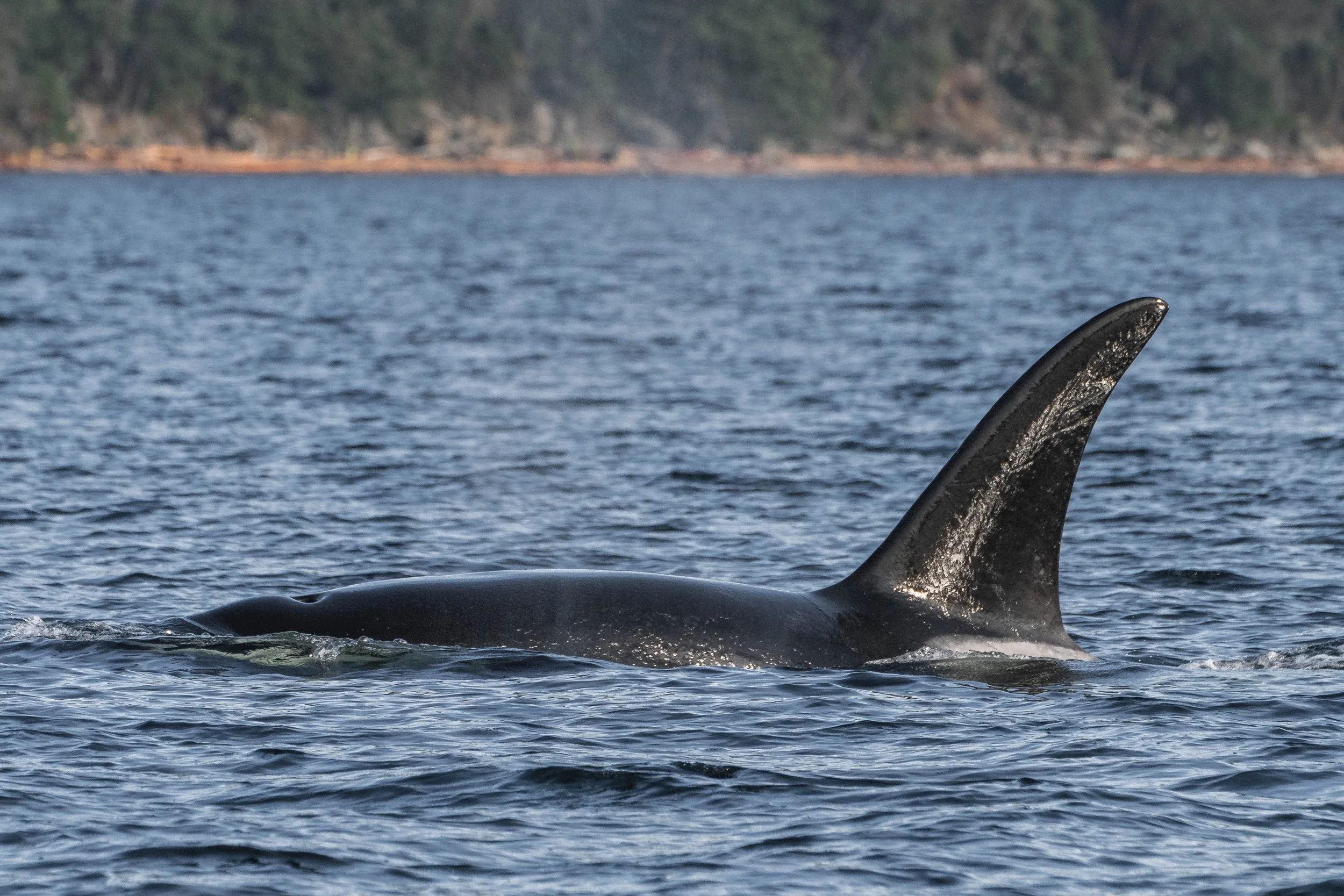  T049A3 Nat surfacing in the waves. 